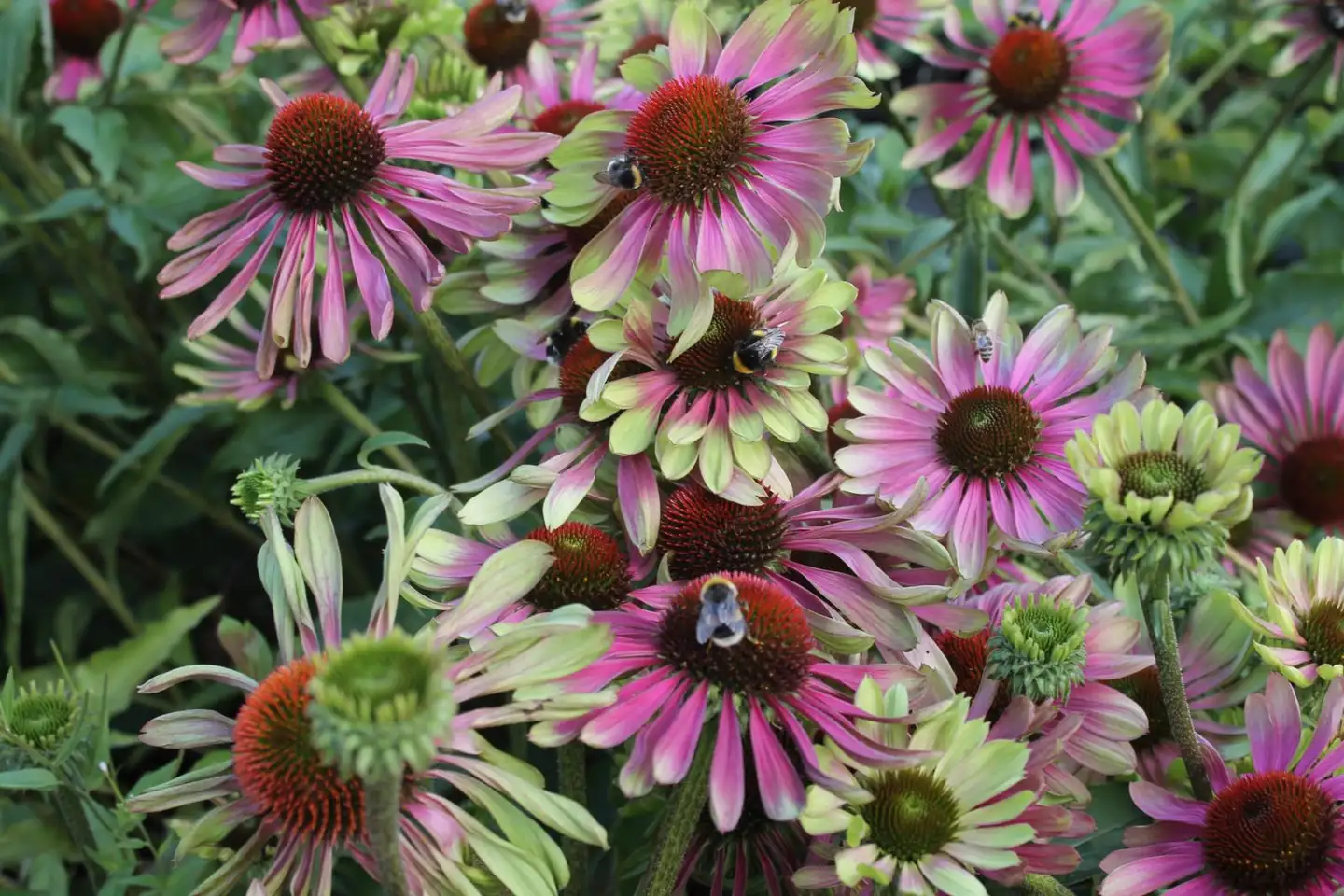 Tarhapunahattu 'Green Twister' Echinacea