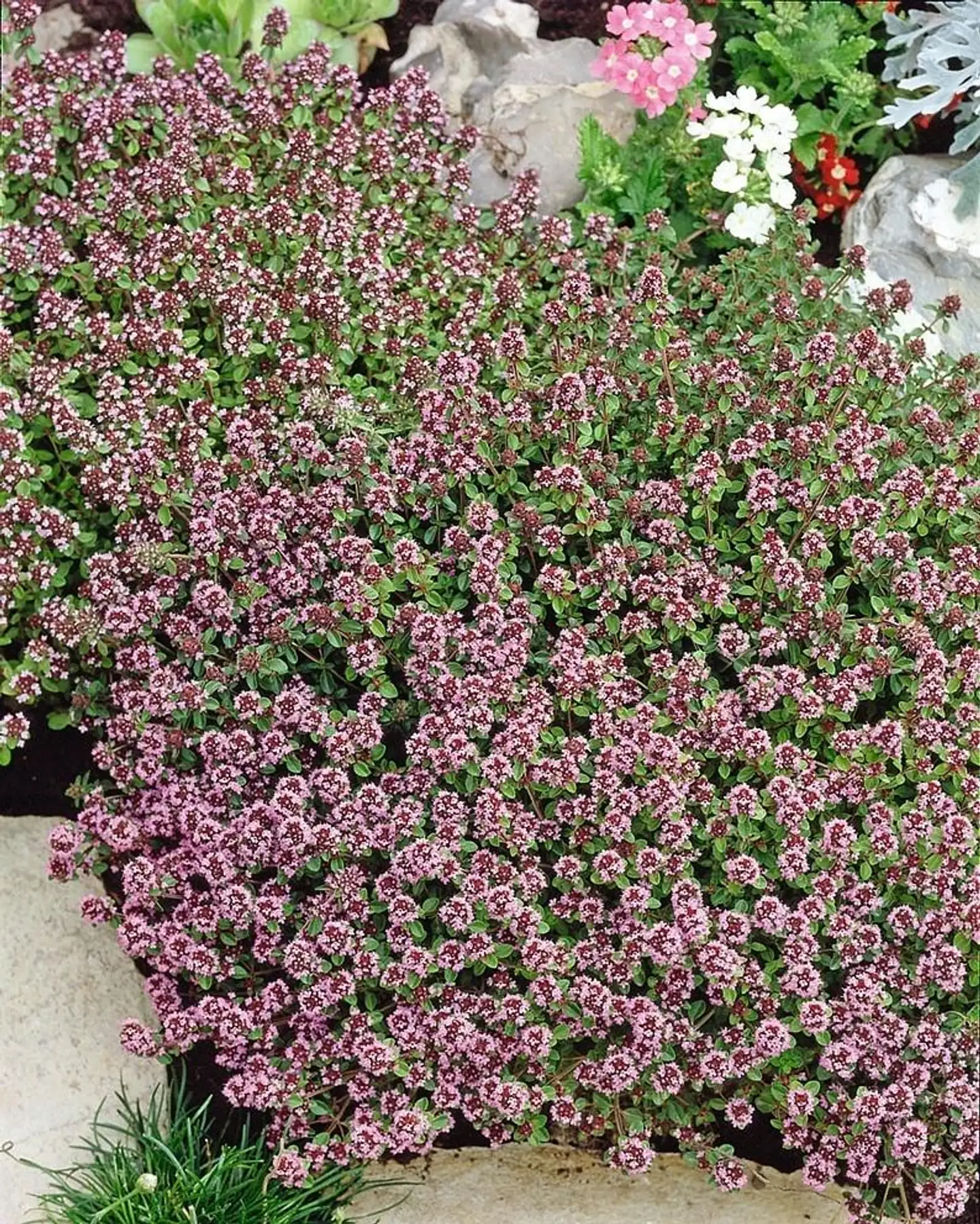 Siemen Kangasajuruoho - 2