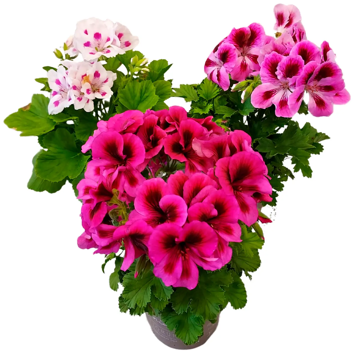 Heimosen Puutarha Enkelipelargonia