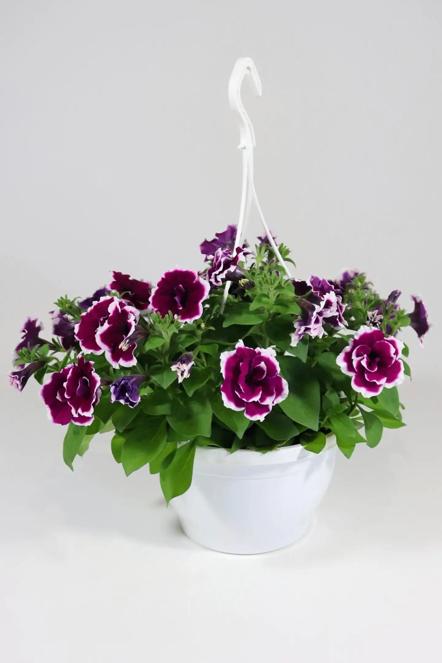 Kerrottukukkainen amppeli mix 23 cm - 3