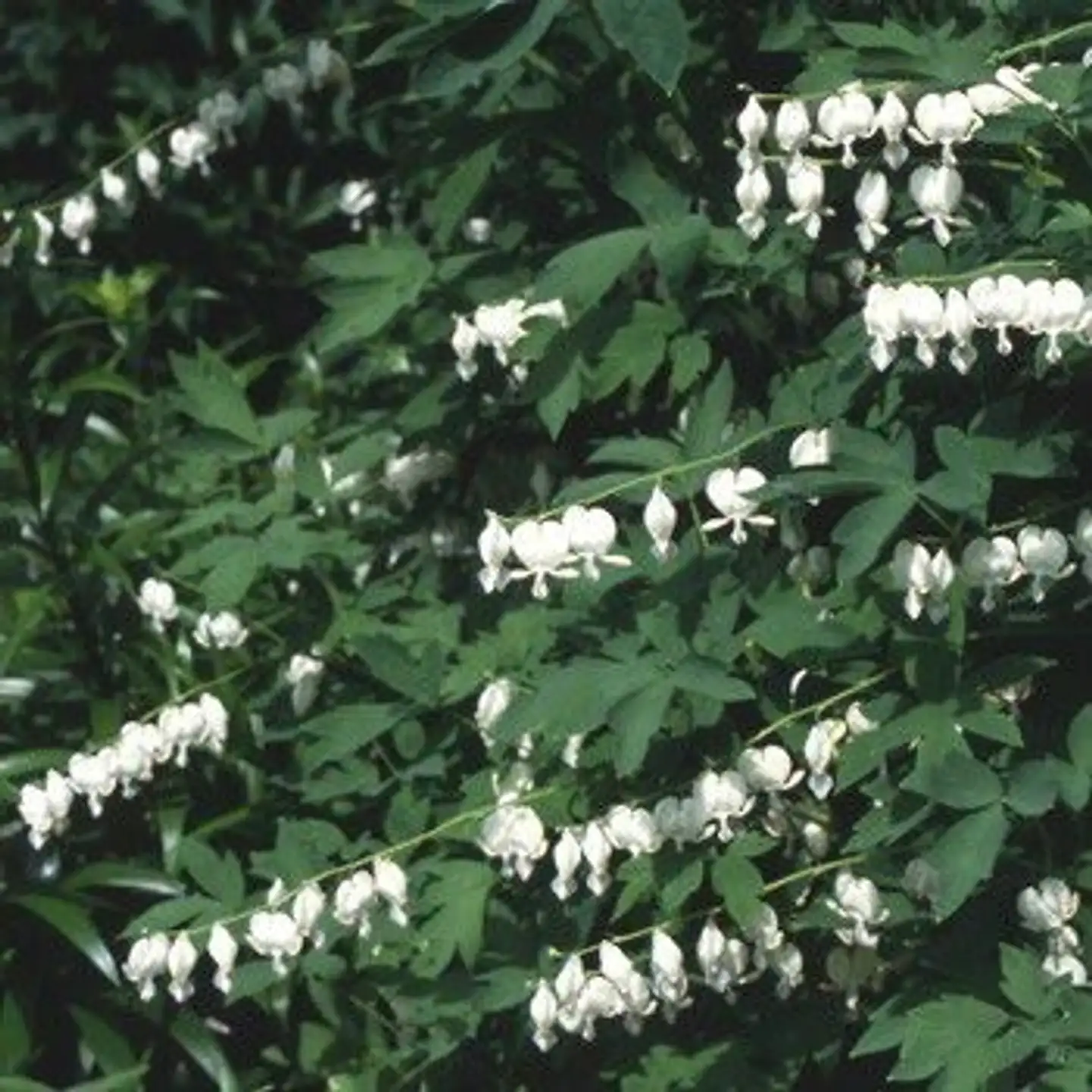 Särkynytsydän 'Alba' Lamprocapnos spectabilis