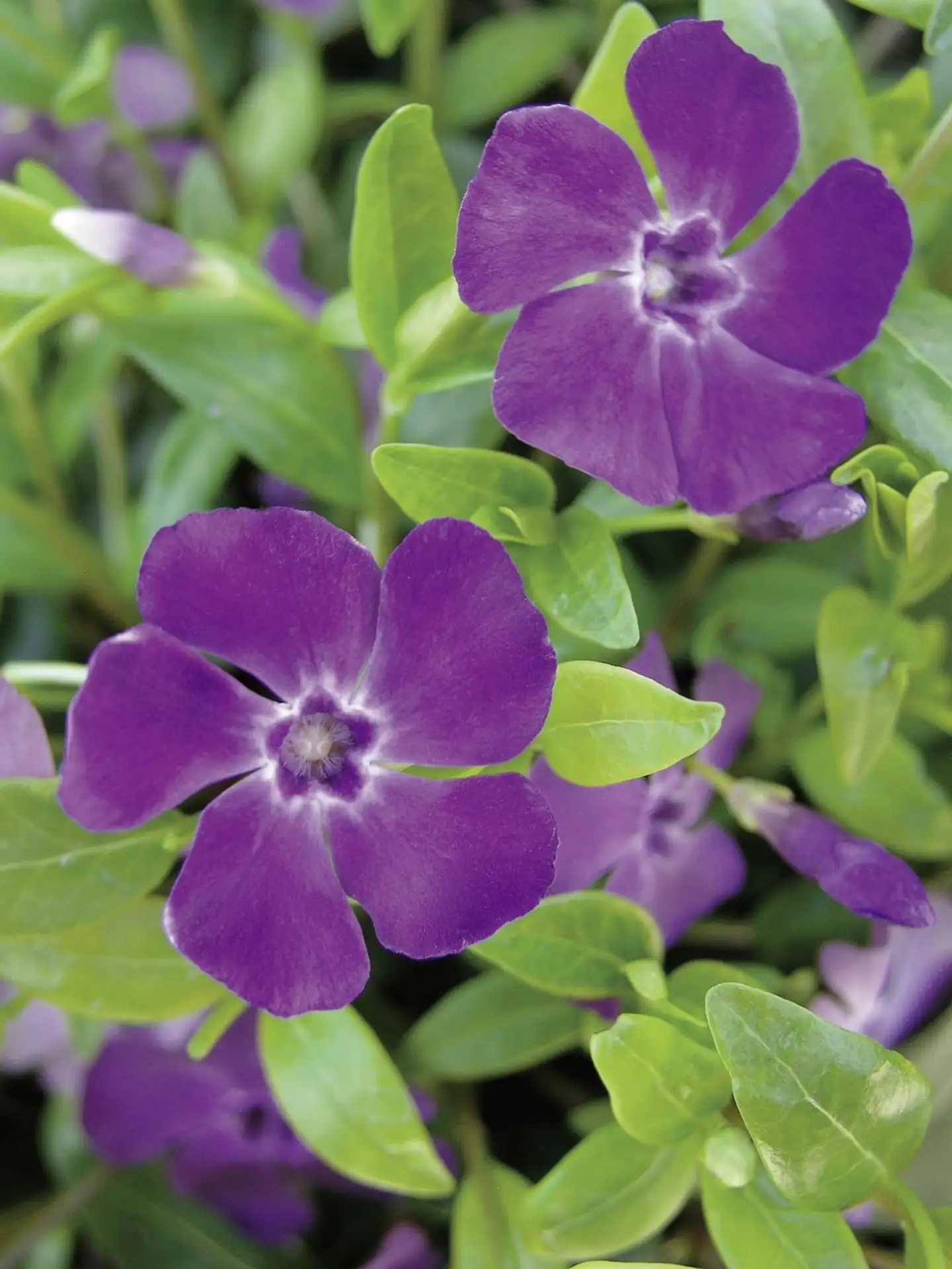 Pikkutalvio 'Atropurpurea' Vinca minor