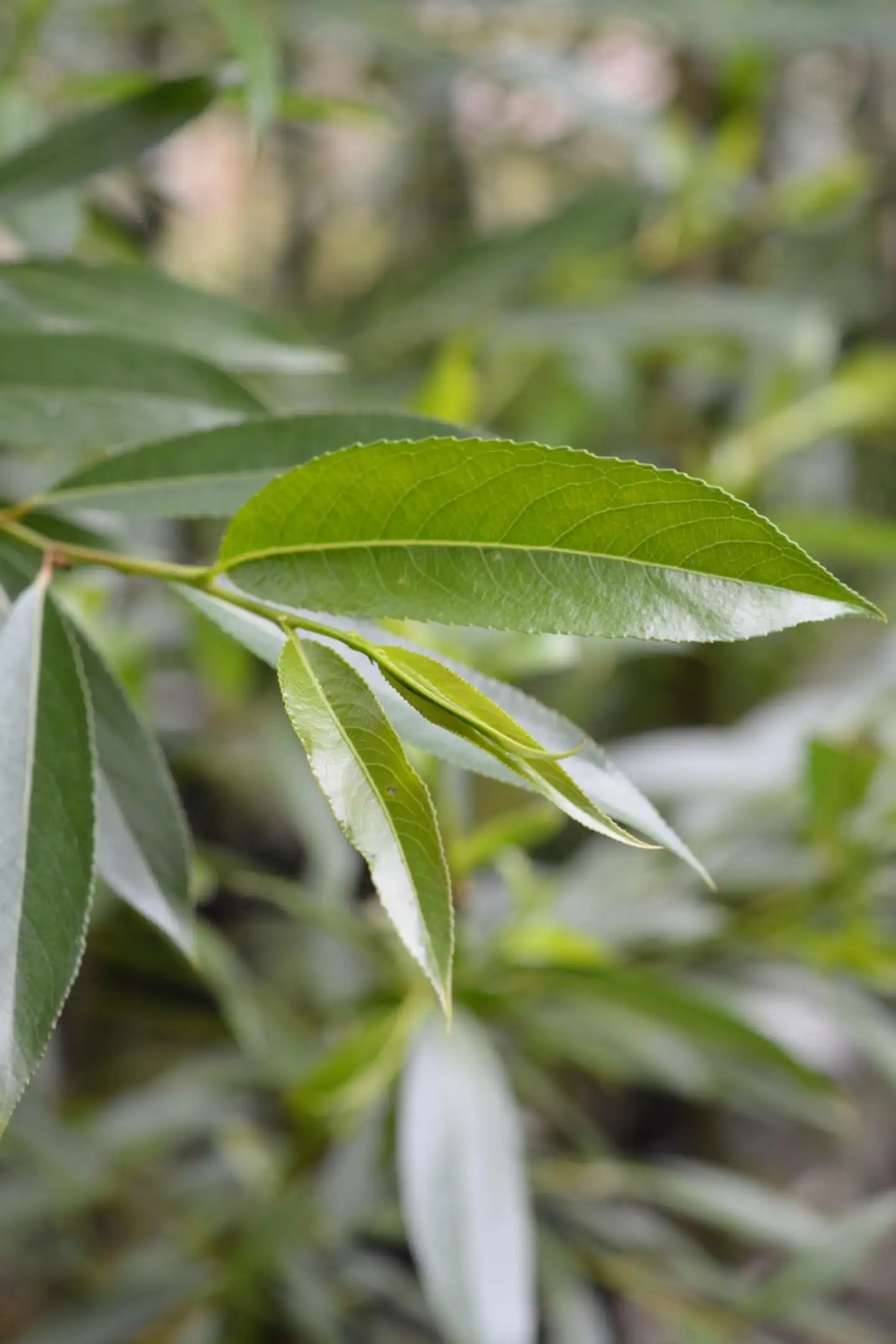 Isoriippasalava 'Lasipalatsi' 150-250 cm astiataimi Salix x rubens 'Lasipalatsi'