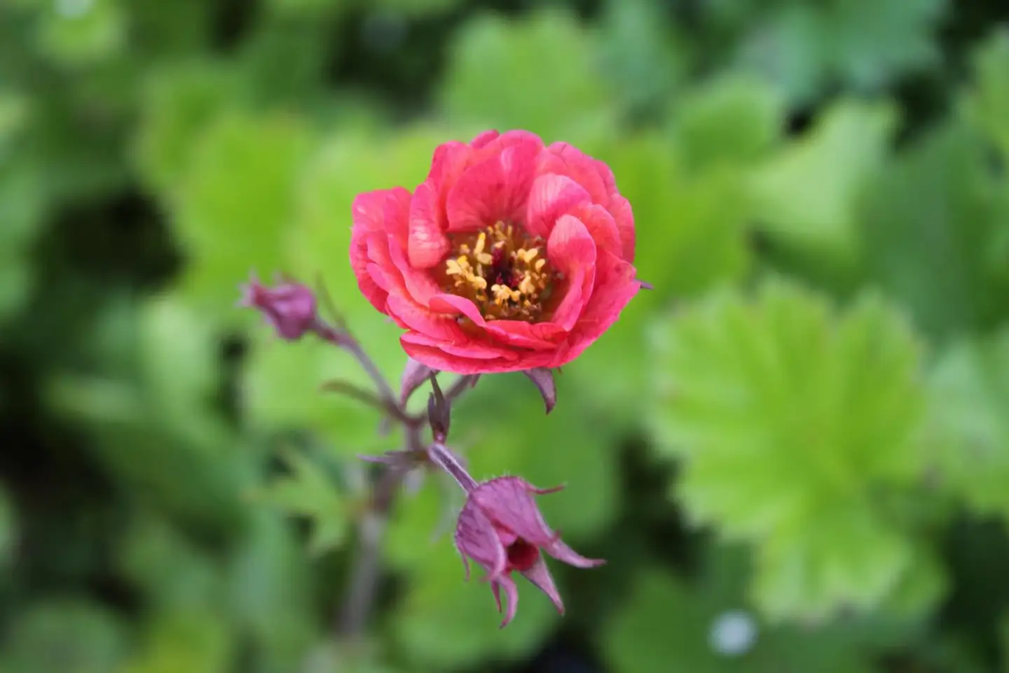 Tarhakellukka 'Nonna' Geum