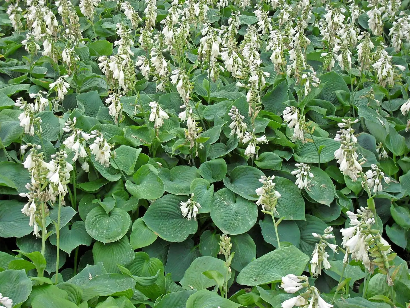 Komeasinikuunlilja 'Elegans' Hosta sieboldiana - 1