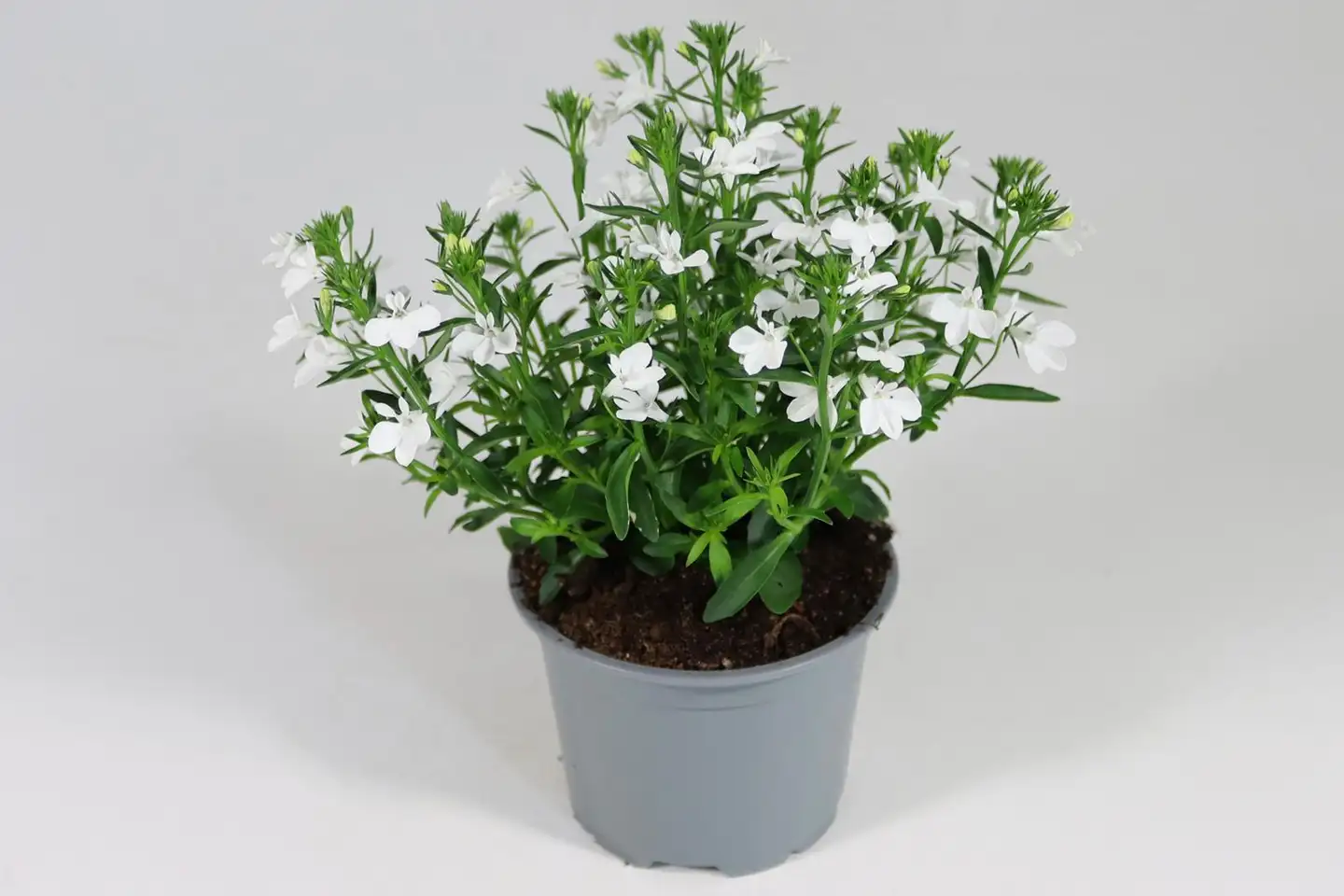 Lobelia 12 cm ruukussa - 3