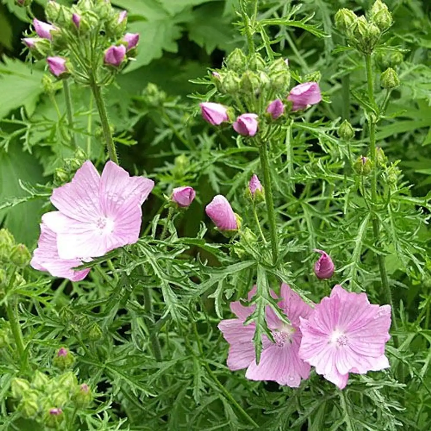 Myskimalva Malva moschata