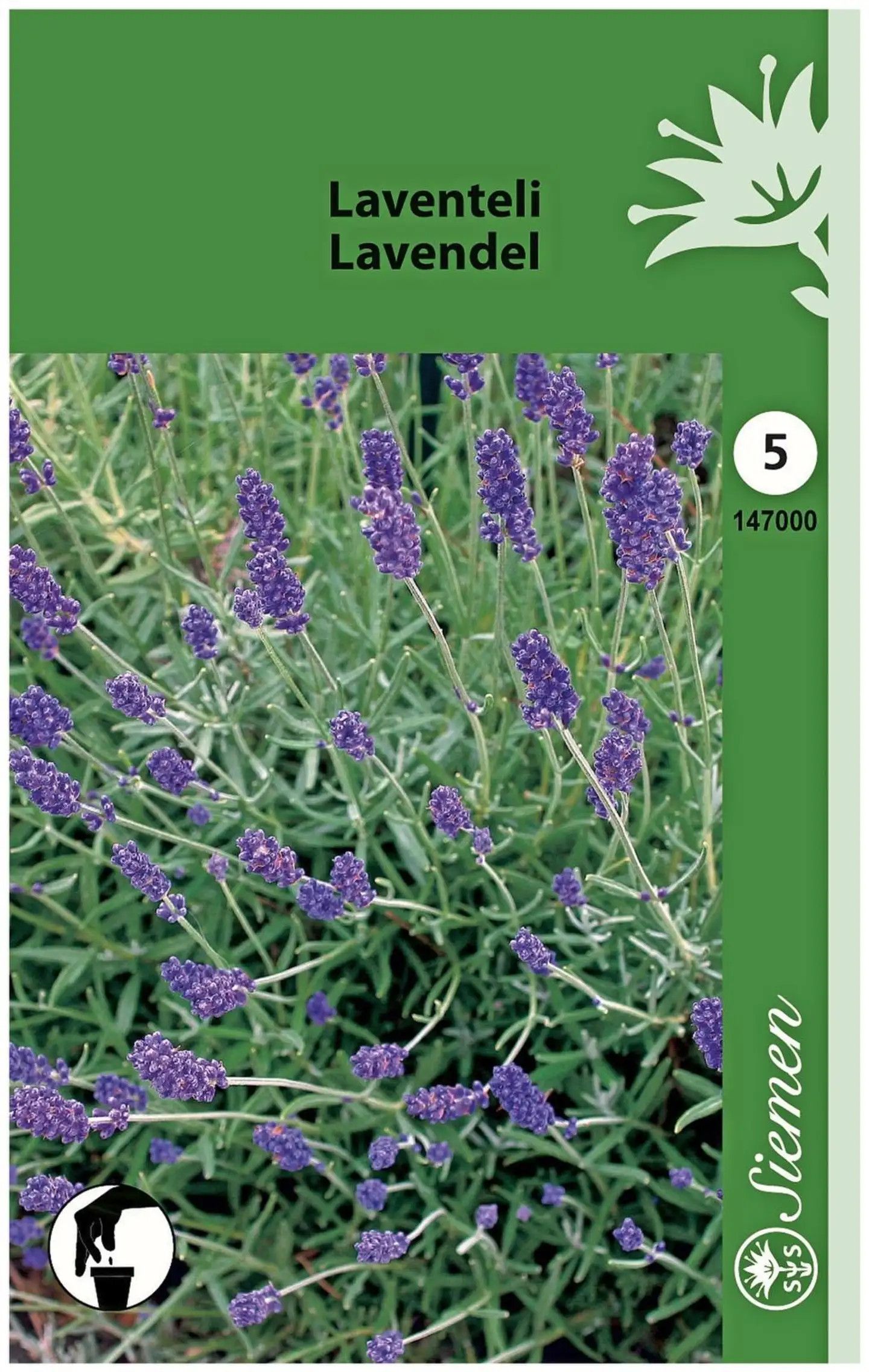 Laventeli (Lavandula) Mv