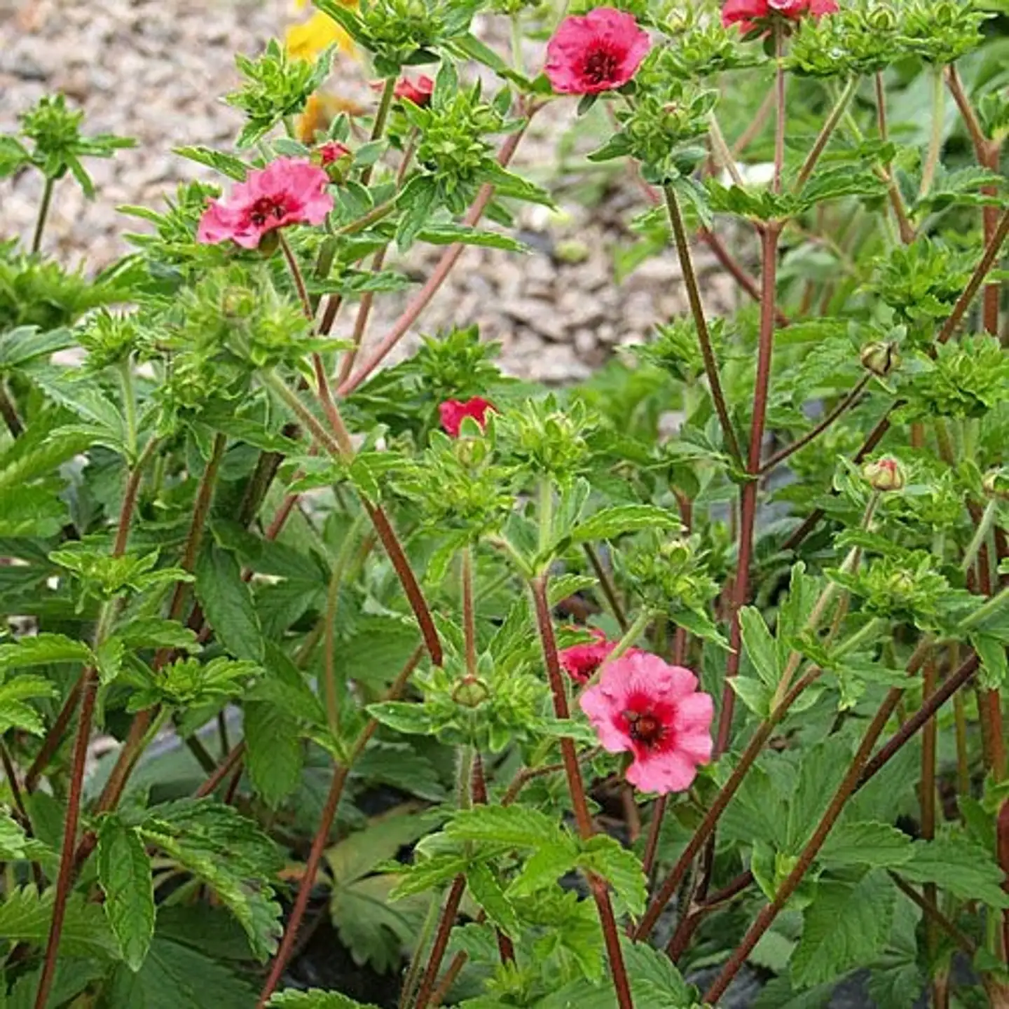 Nepalinhanhikki Potentilla nepalensis