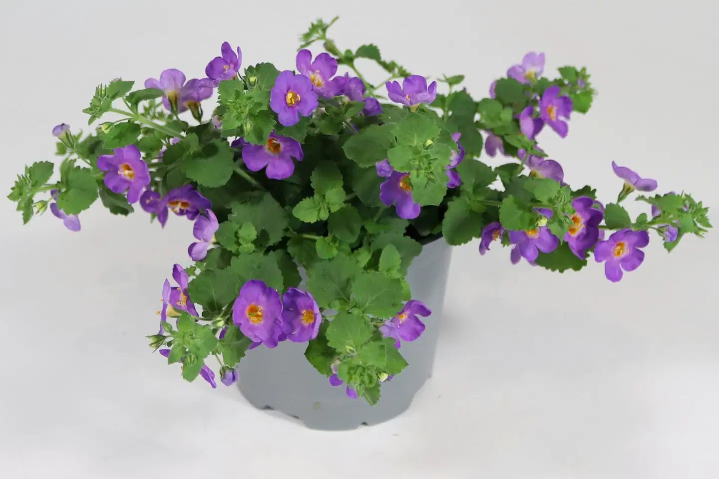 Lumihiutale 12 cm ruukussa - 1