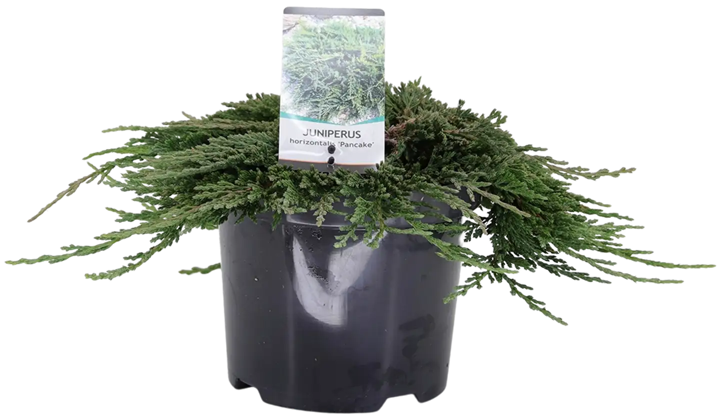 Sinilaakakataja 'Pancake' 25-30 cm astiataimi 3 l ruukku Juniperus horizontalis 'Pancake'