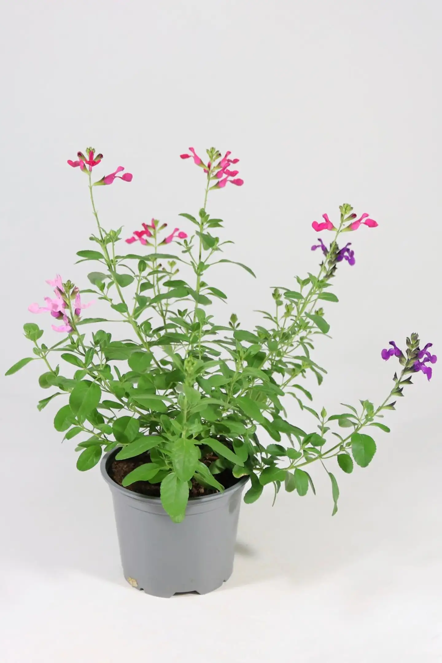 Salvia `Mirage` 12 cm