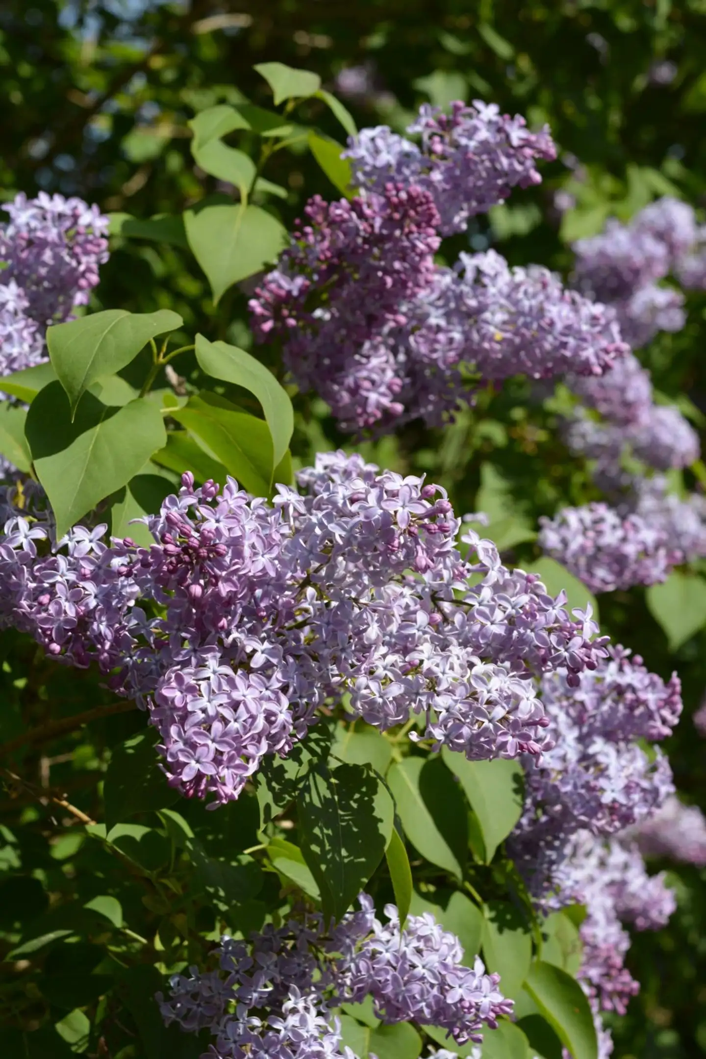 Pihasyreeni rungollinen astiataimi Syringa vulgaris