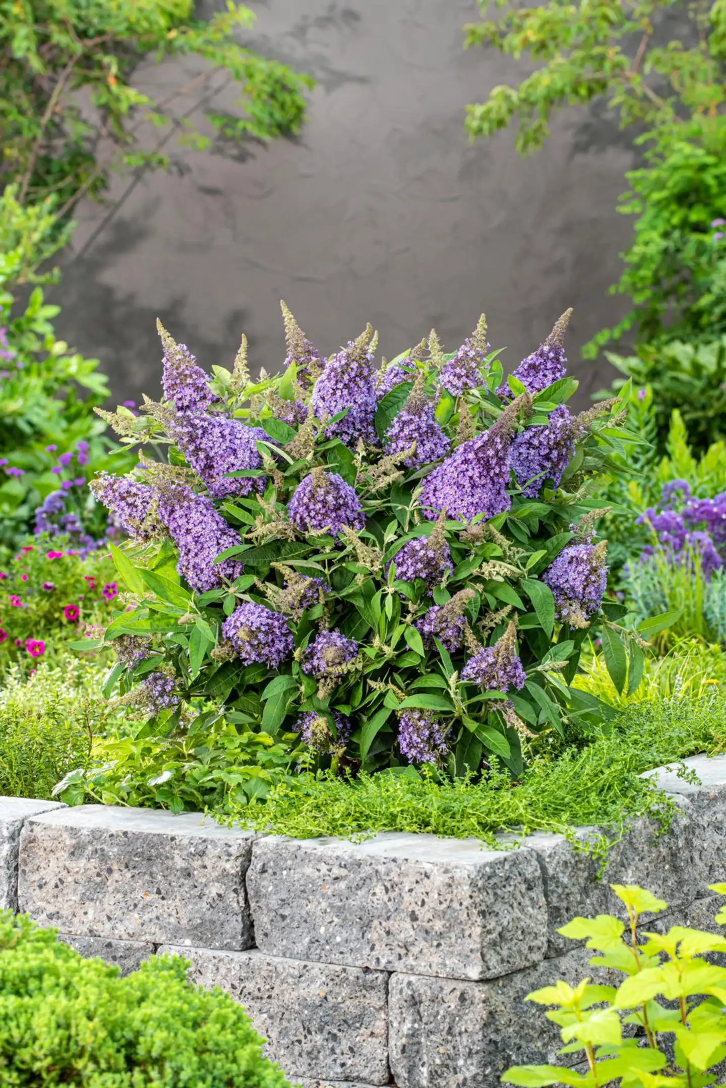 Syyssyrikka Butterfly Candy 'Lila Sweetheart' 2 l astiataimi Buddleja davidii Butterfly Candy 'Lila Sweetheart' - 2