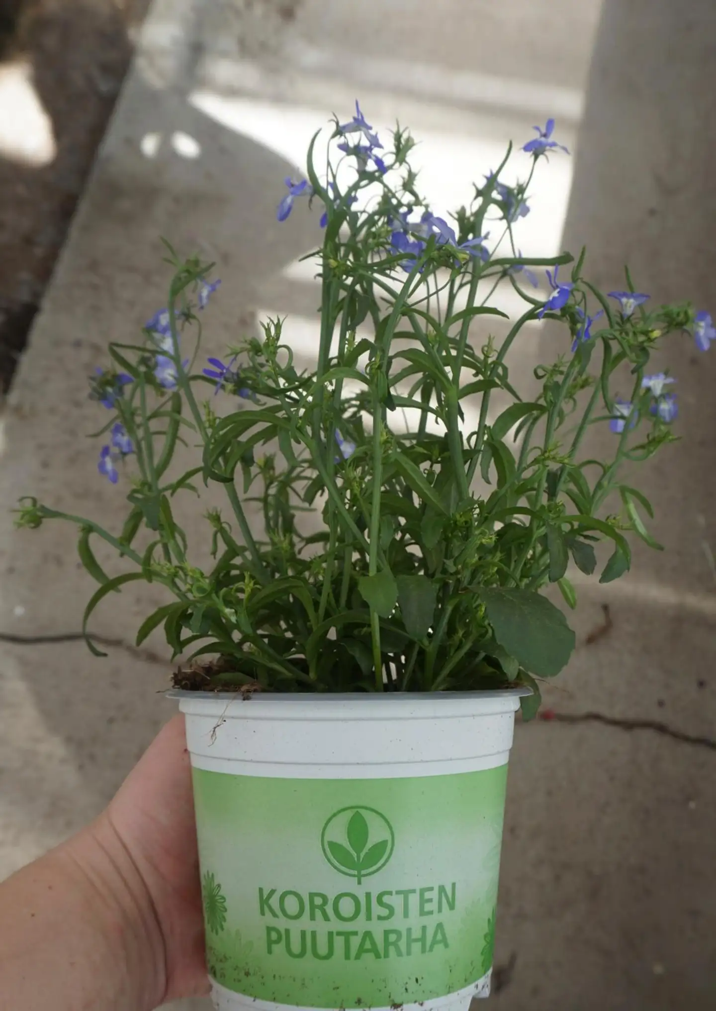 Lobelia 12 cm - 3