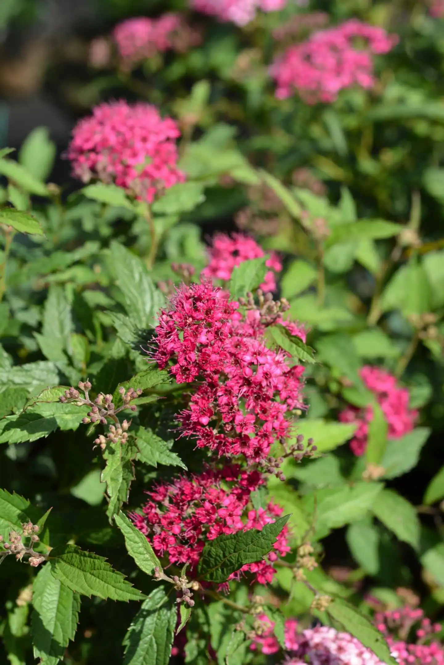 Ripsureuna-angervo 3 l astiataimi Spiraea japonica 'Crispa'