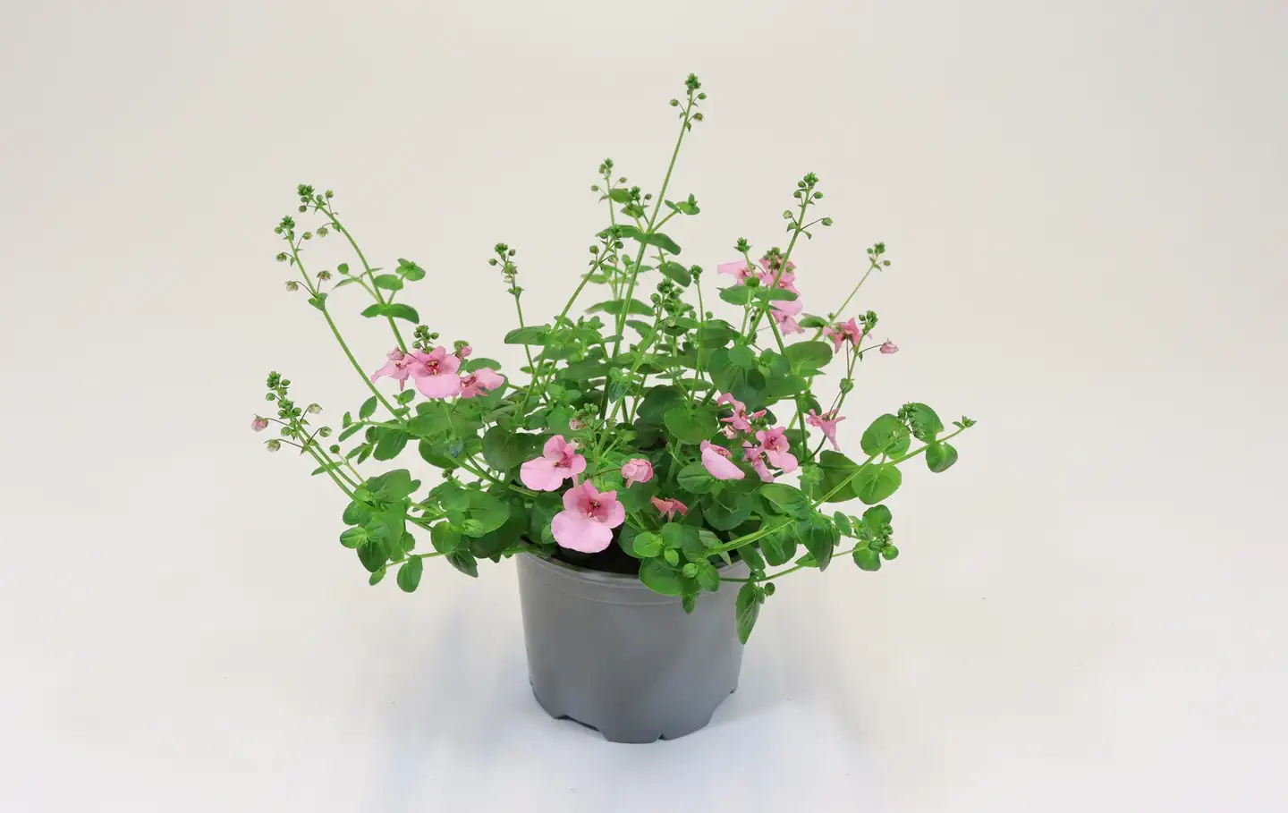 Amppelidiana  Diascia 12 cm ruukussa
