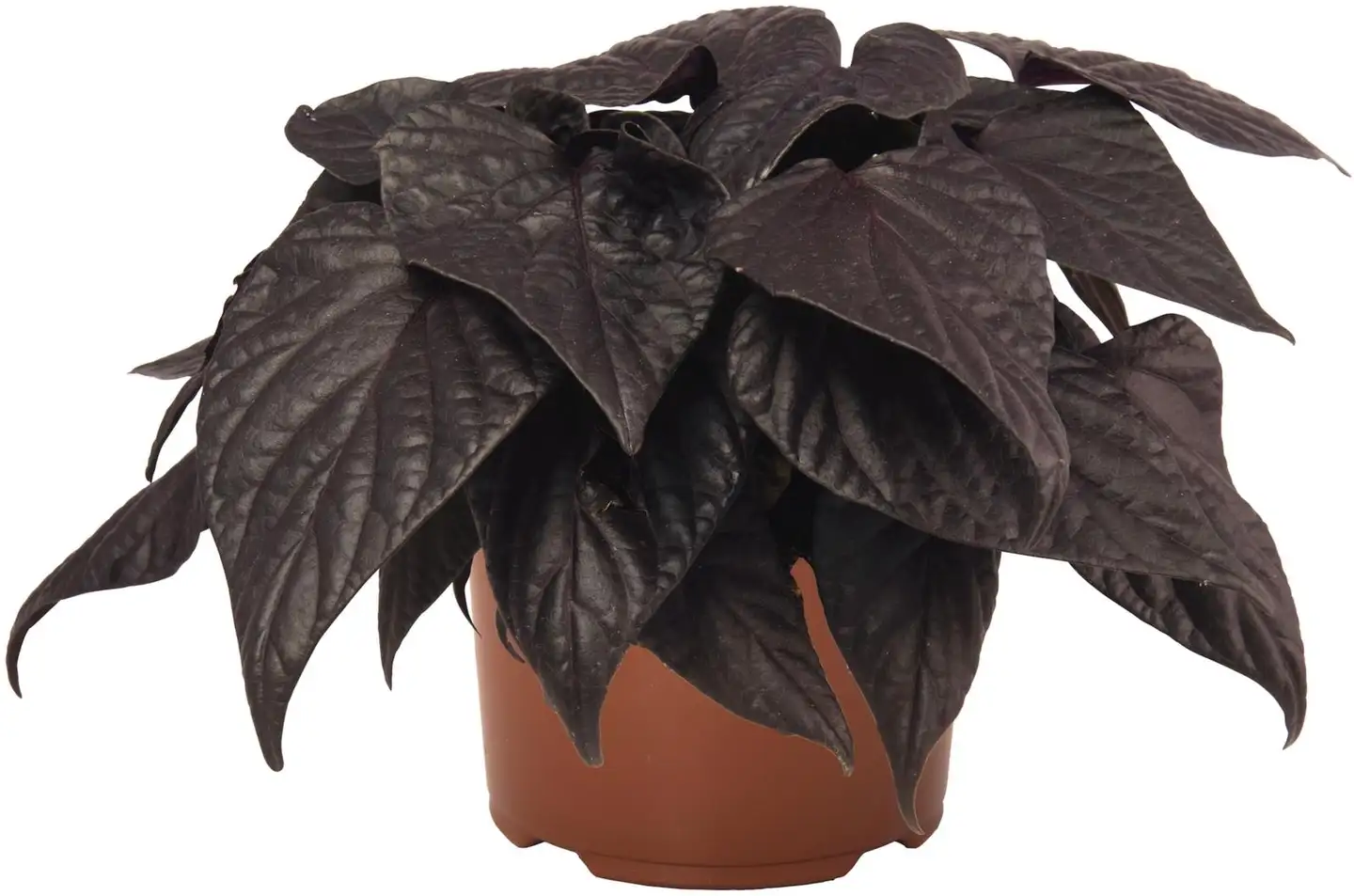 Koristebataatti 14 cm ruukku - 1