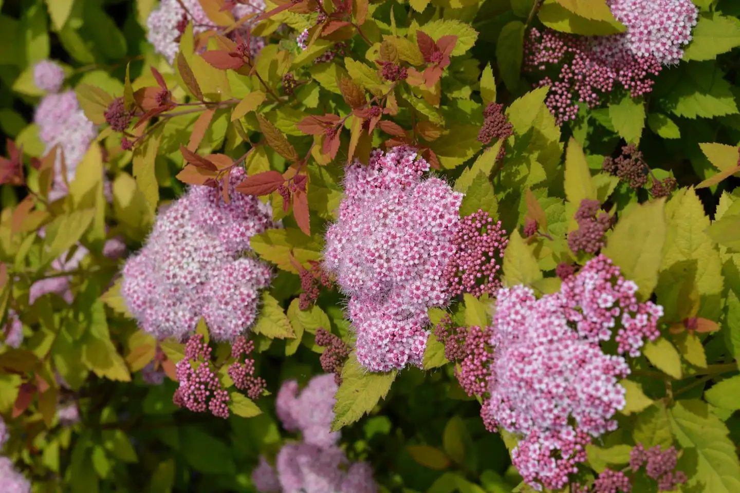 Pensasangervo Double Play® Big Bang 3 l astiataimi Spiraea x 'Tracy' Double Play® Big Bang