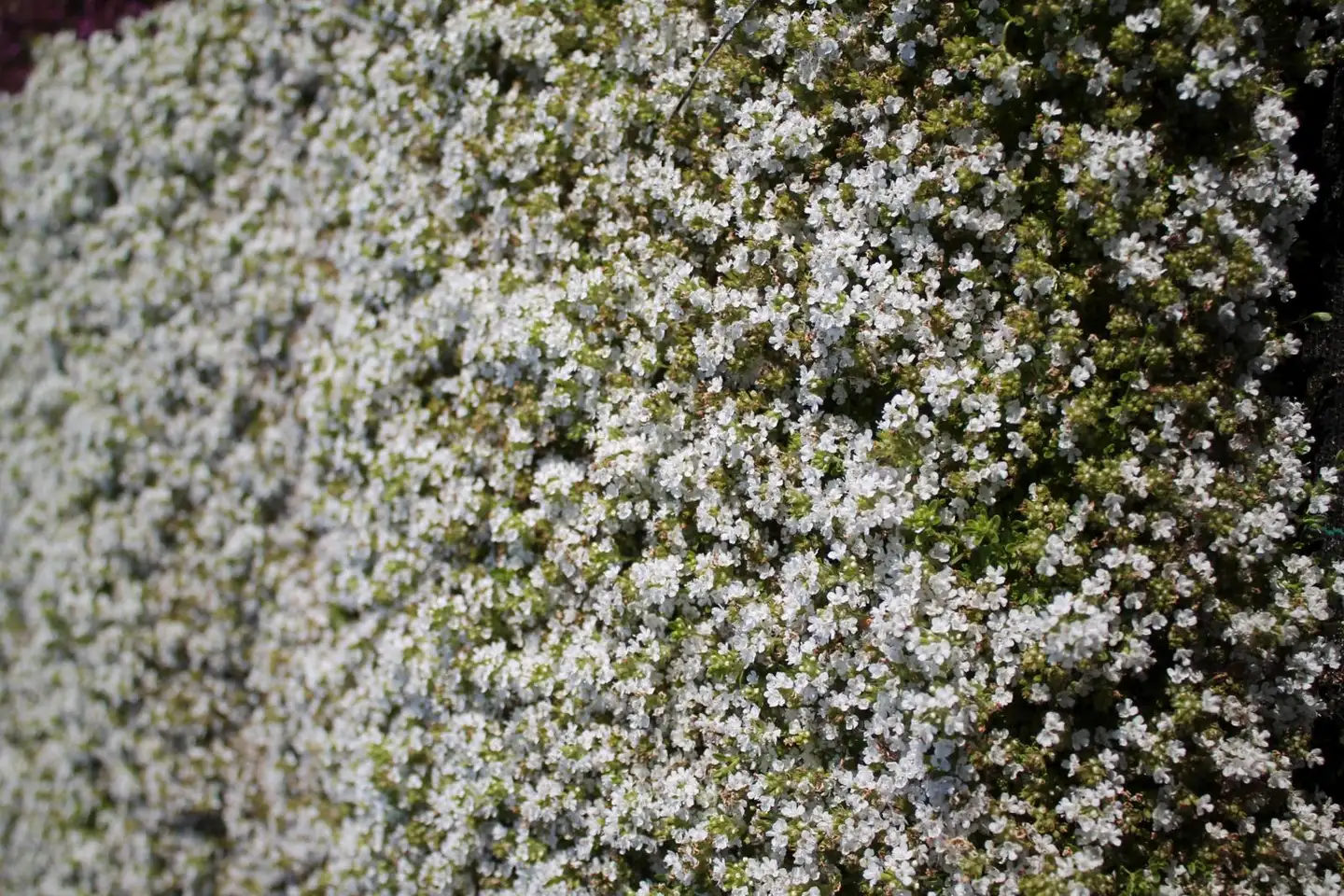 Harmaa-ajuruoho 'Albiflorus' Thymus praecox 'Albiflorus'