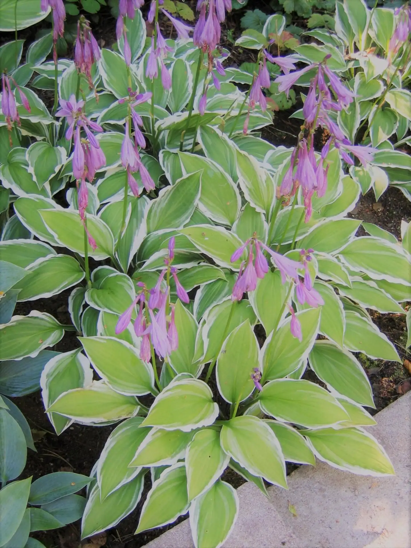 Komeakuunlilja 'Franceska' Hosta