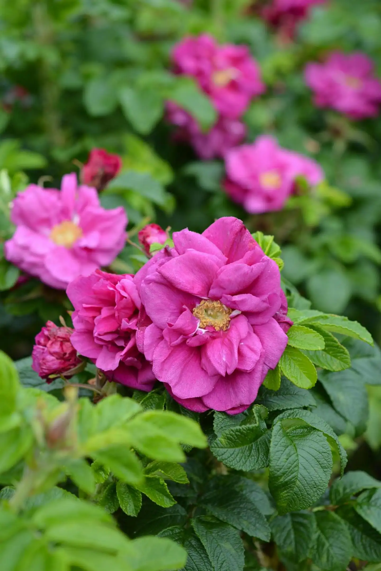 Tarhakurtturuusu 'Moje Hammarberg' Rosa rugosa 'Moje Hammarberg'