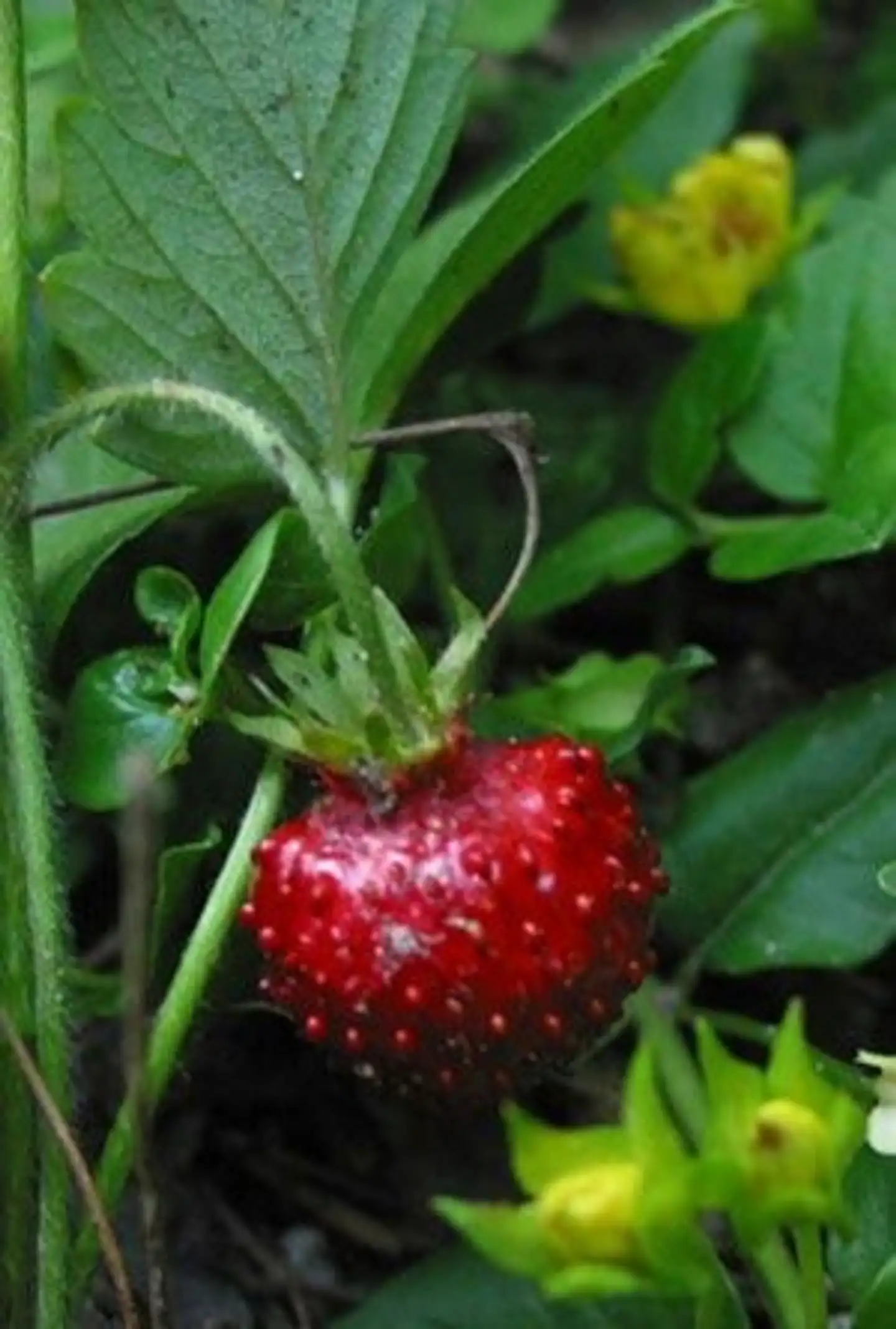 Kuukausimansikka Fragaria vesca Semperflorens