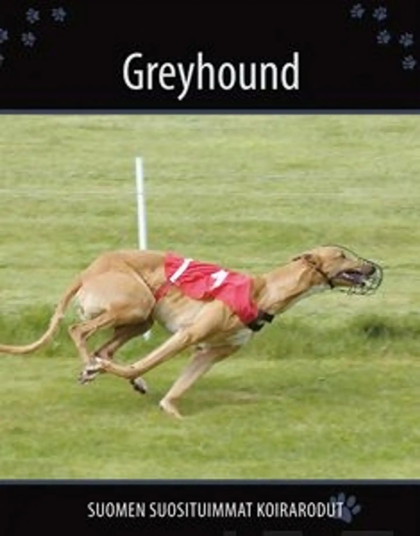 Greyhound
