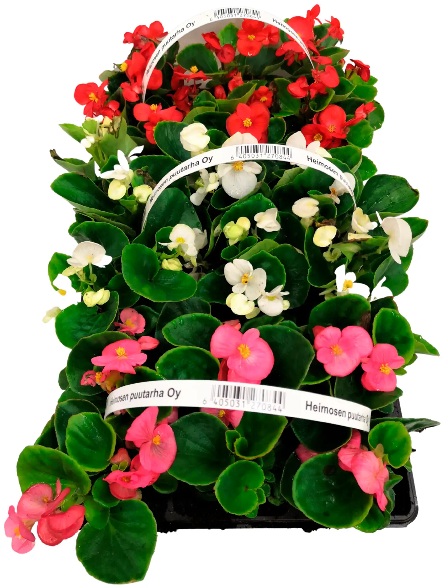Heimosen Puutarha Kesäbegonia 6-pack