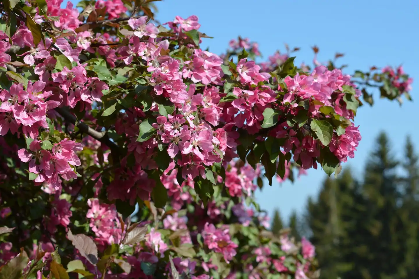 Purppuraomenapuu 'Kirjailija' 150-250 cm astiataimi Malus 'Kirjailija'