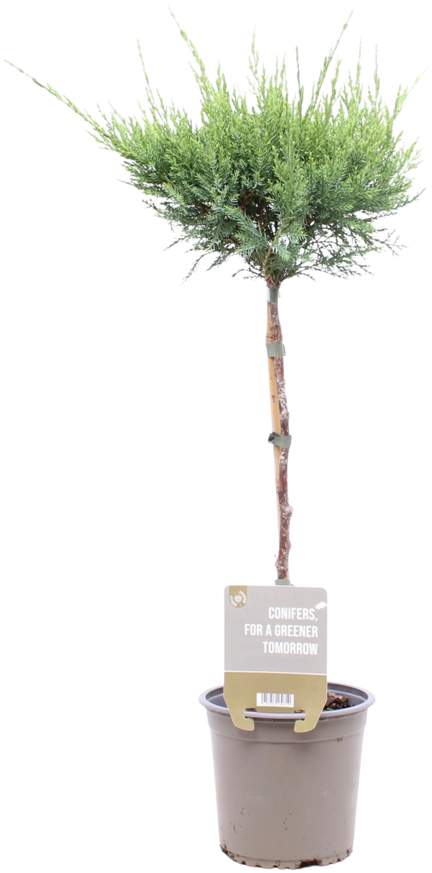 Tarhakataja 'Mint Julep' rungollinen.  Taimen korkeus 45cm, ruukun halkaisija 15cm.