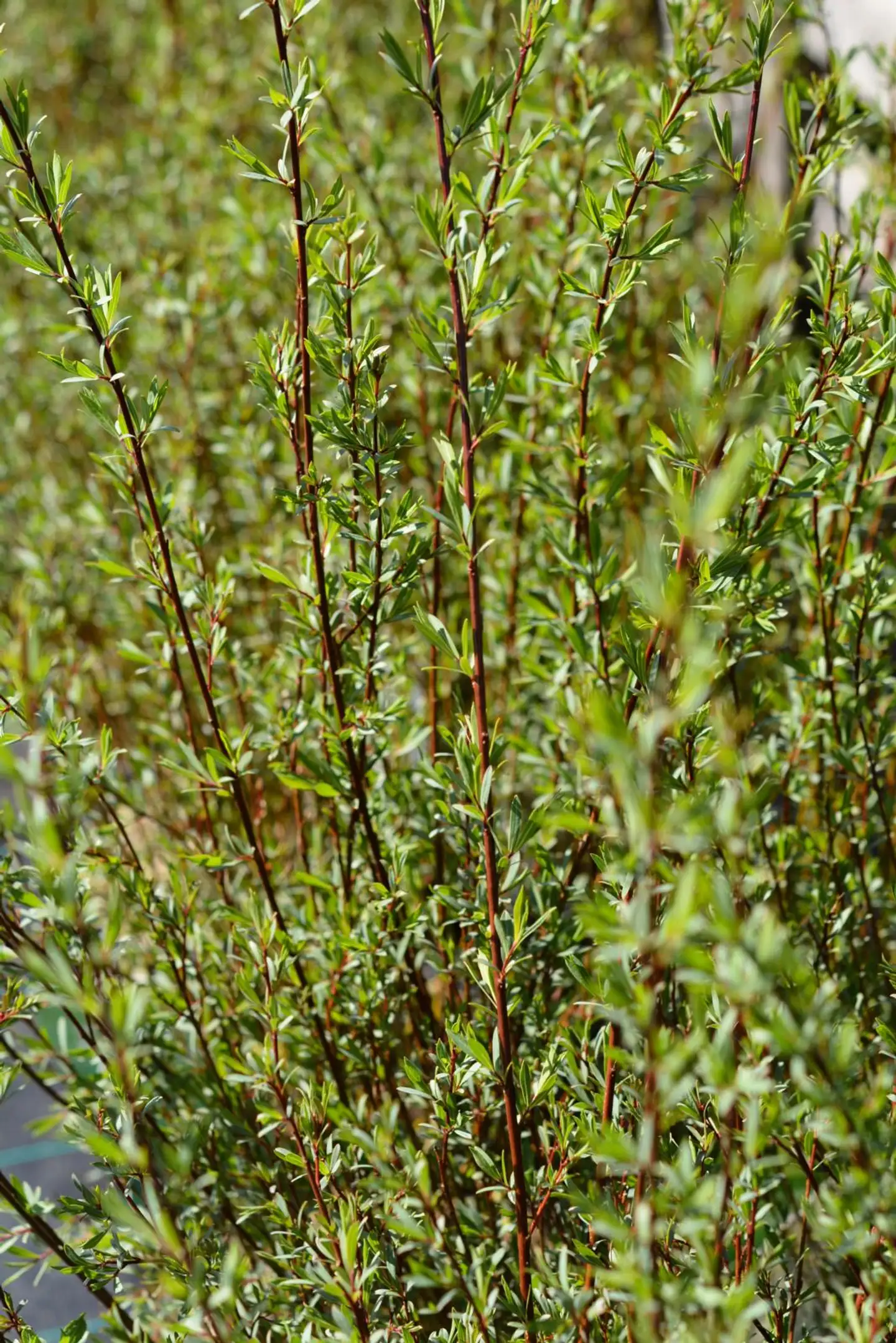 Kääpiöpunapaju 'Nana' ('Gracilis') astiataimi 3l ruukussa