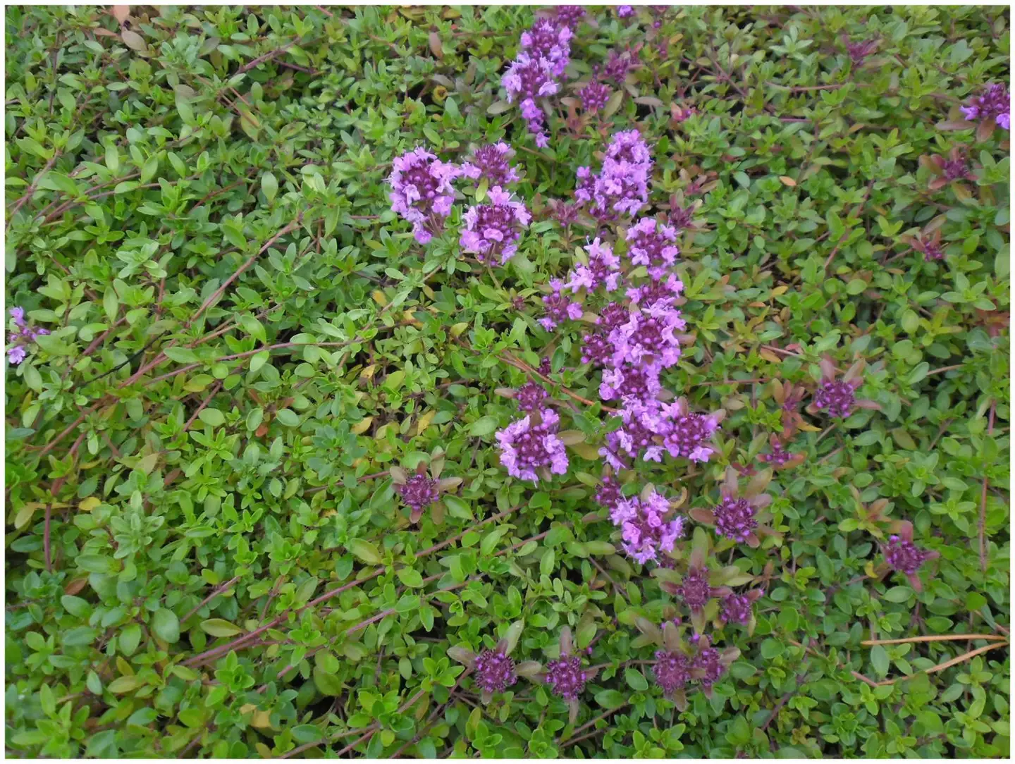 Kangasajuruoho 'Magic Carpet' Thymus serpyllum