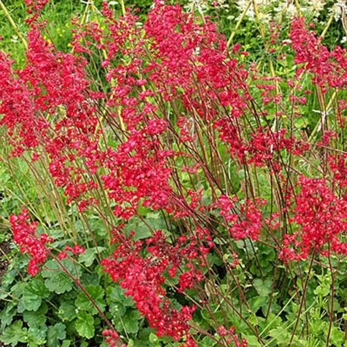 Korallikeijunkukka Heuchera sanguinea