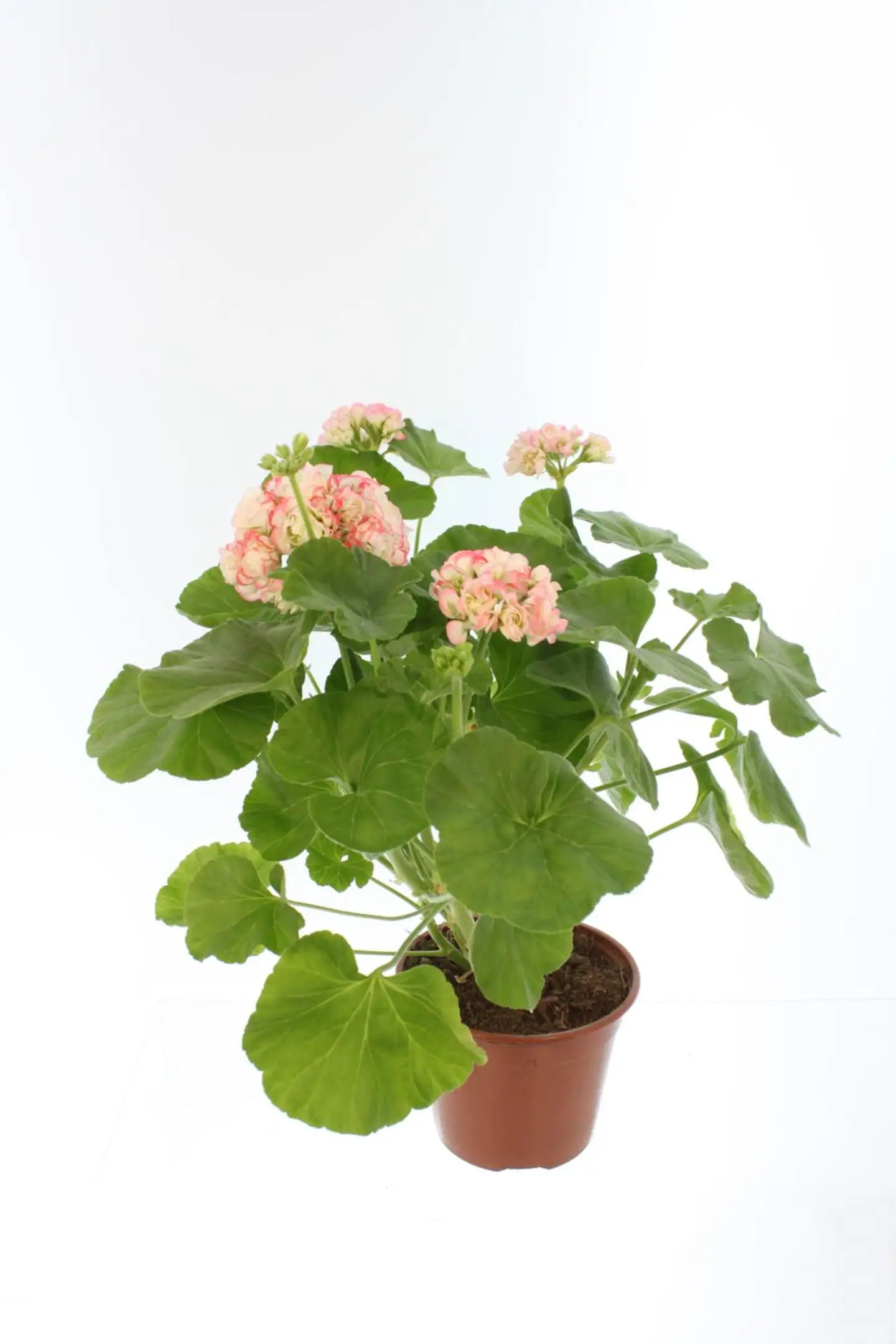 Perinnepelargoni 13 cm - 9
