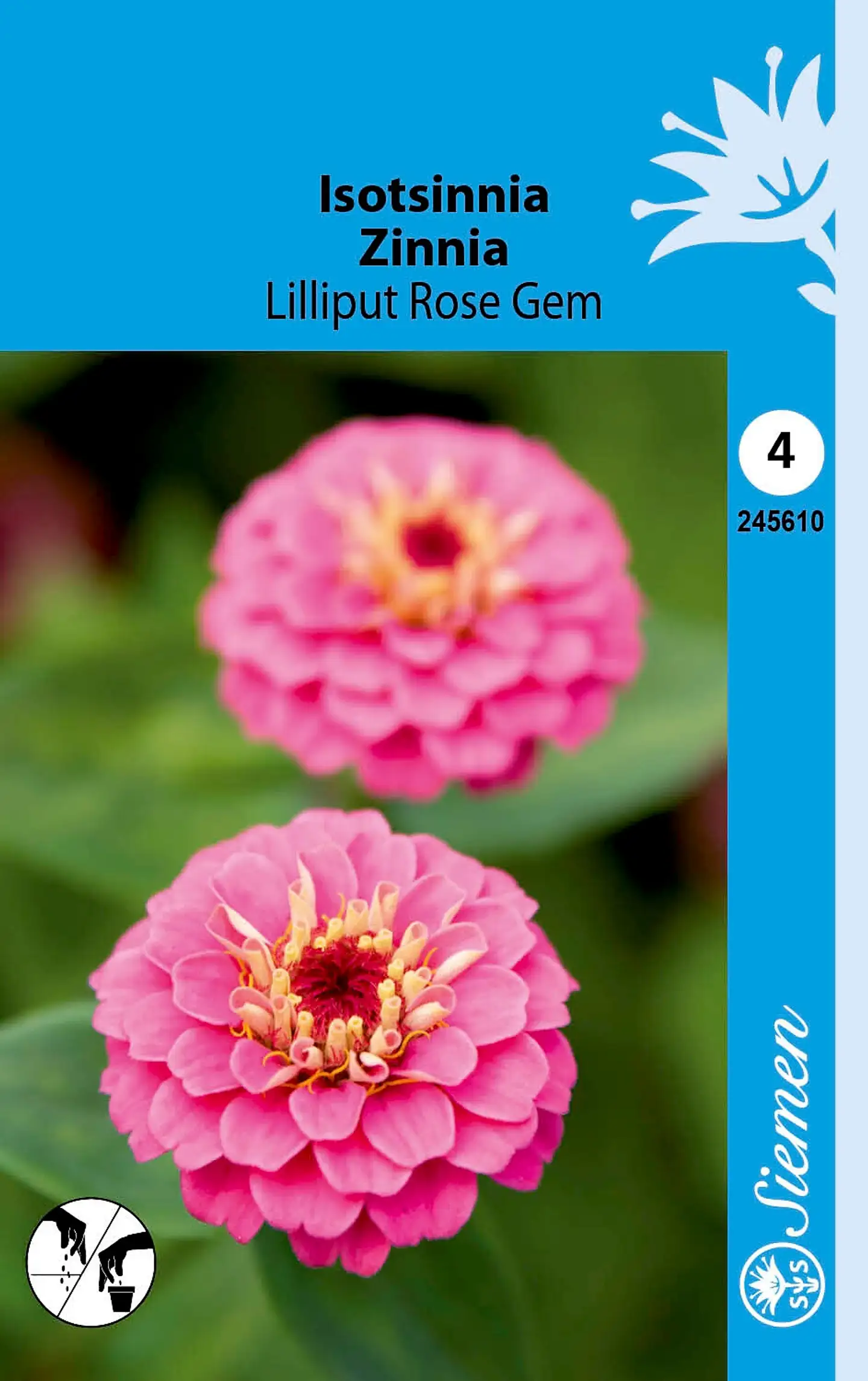 Siemen isotsinnia 'Lilliput Rose Gem'