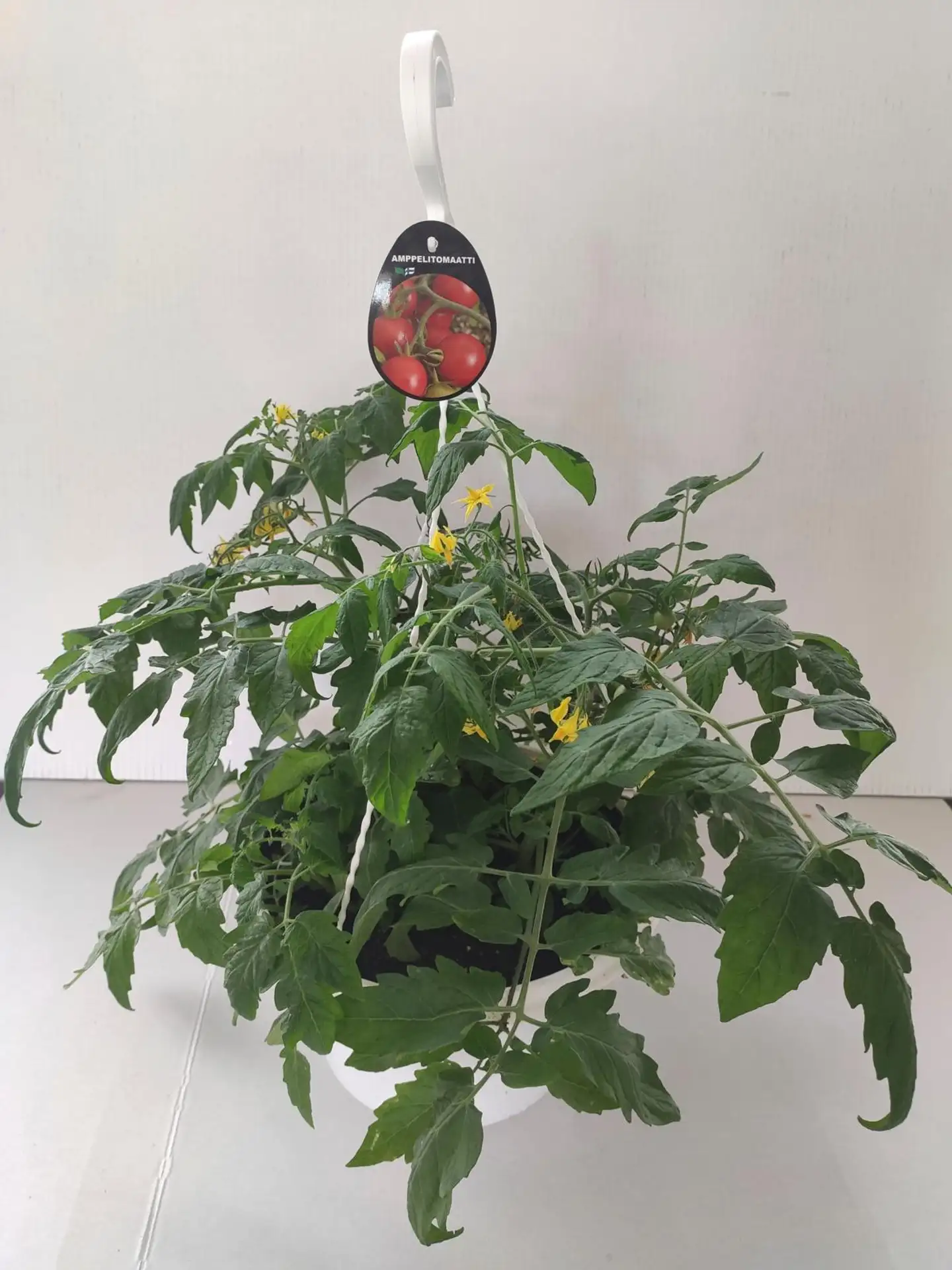 Tomaattiamppeli 23 cm 'Brazil Red' - 1