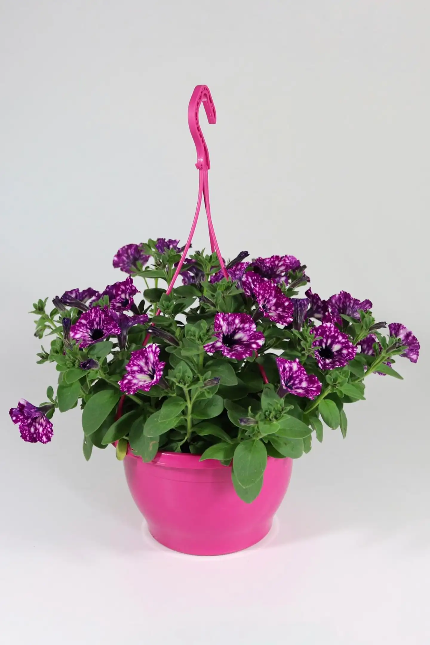 Pink mix amppeli 23 cm - 3