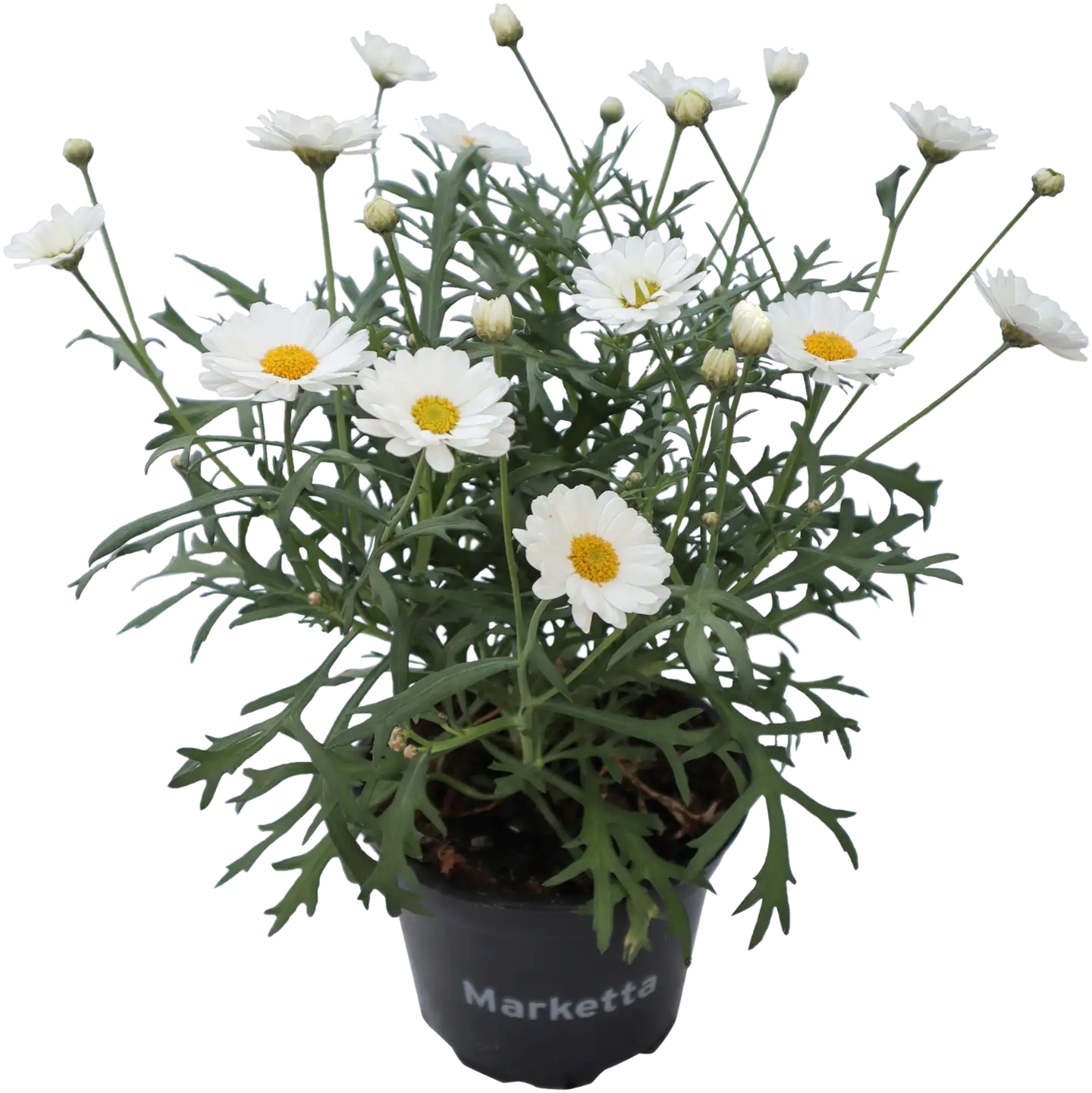 Marketta, valkoinen, 12 cm:n ruukku
