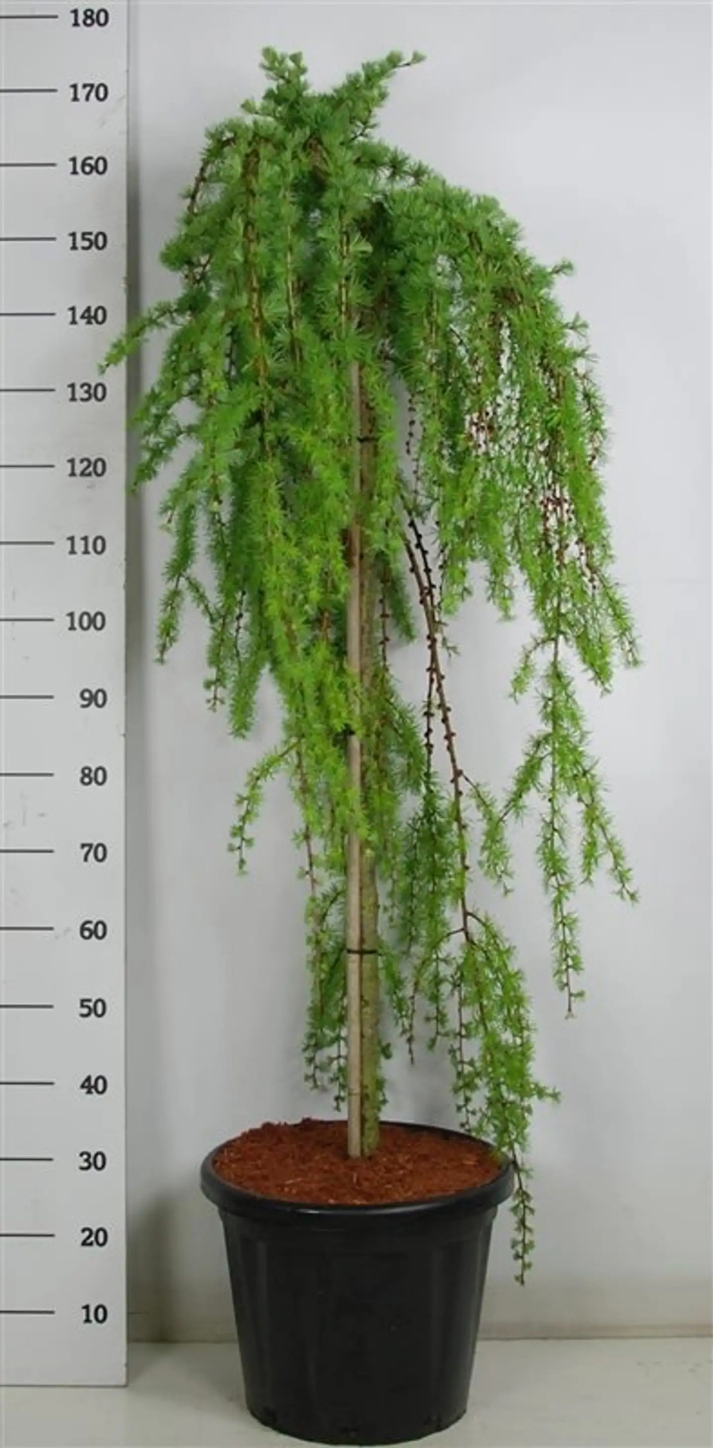 Japaninriippalehtikuusi 'Stiff Weeper' 120 cm runko astiataimi 25 l ruukku Larix kaempferi 'Stiff Weeper'