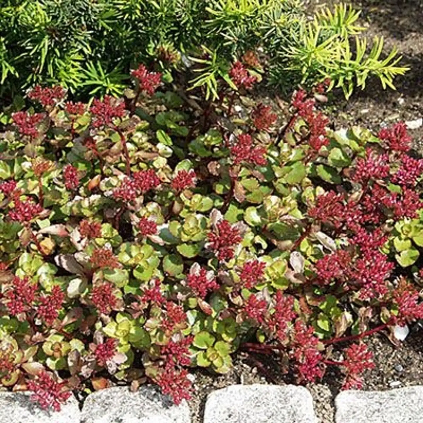 Kaukasianmaksaruoho 'Summer Glory' Sedum spurium