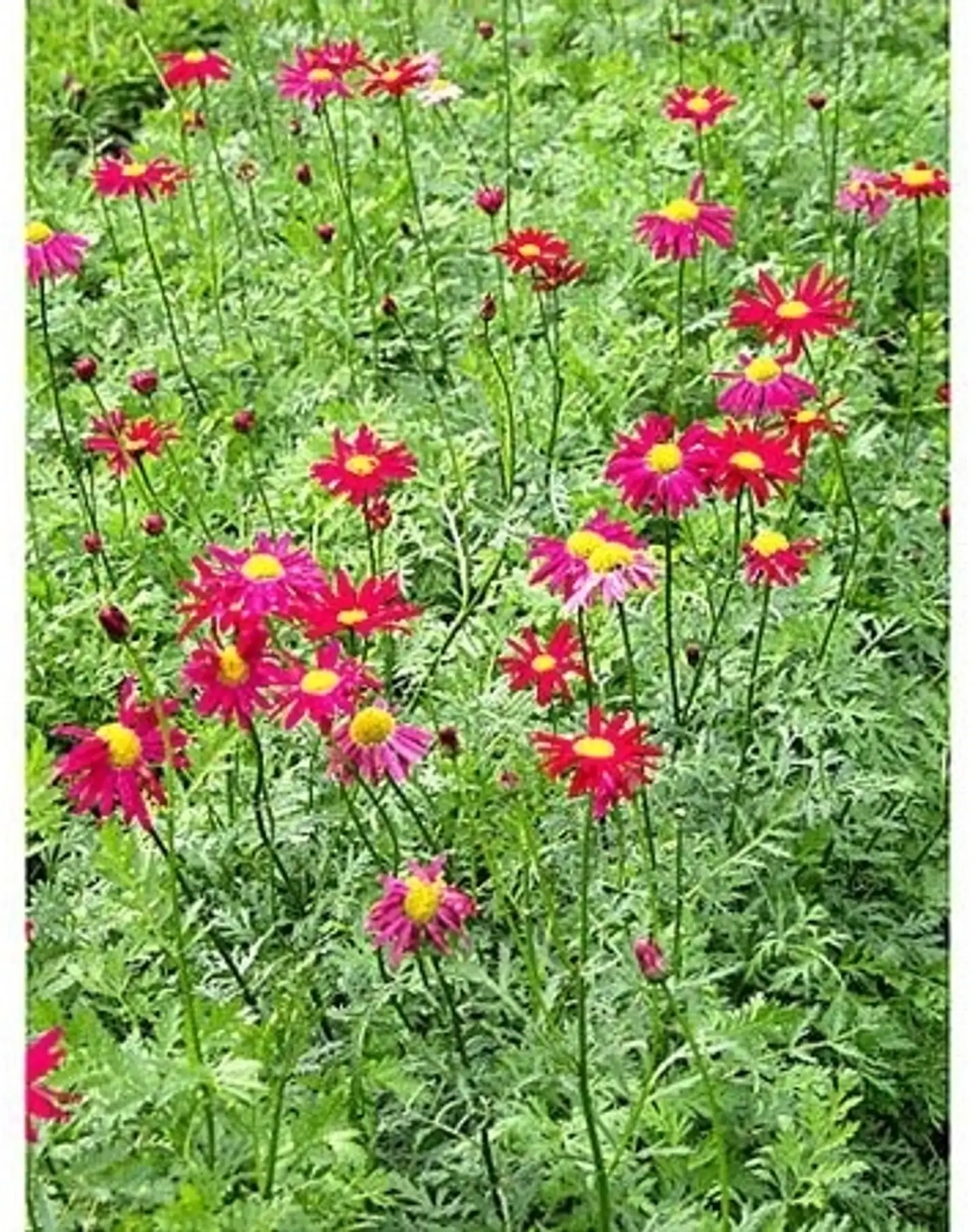 Punapäivänkakkara Tanacetum coccineum