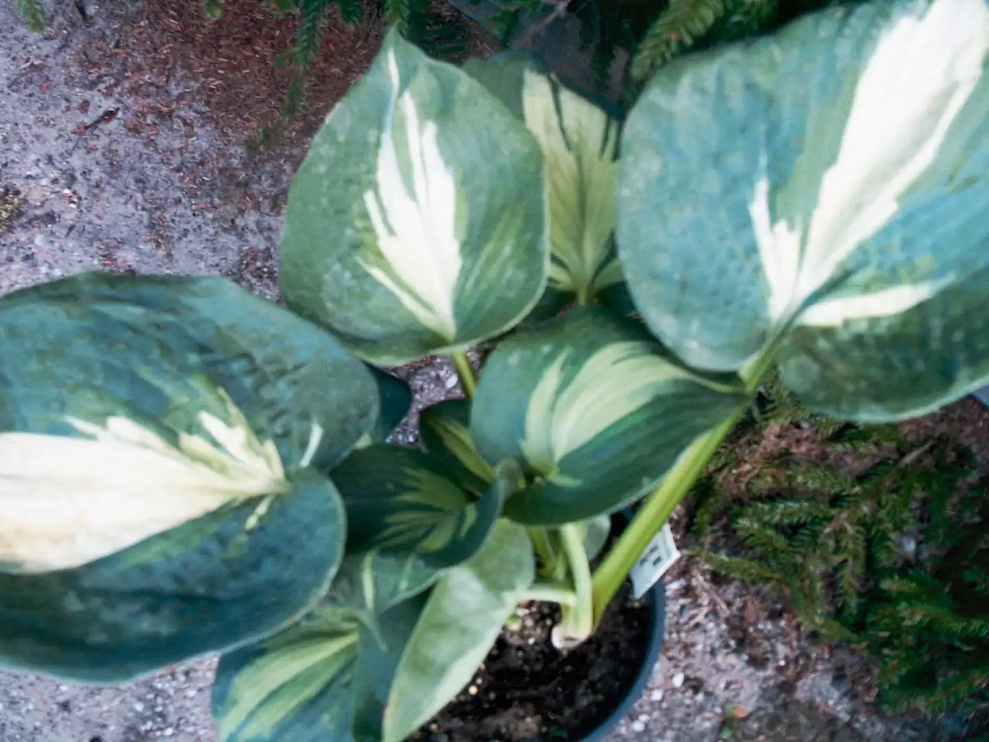 Jalokuunlilja 'Dream Queen' Hosta