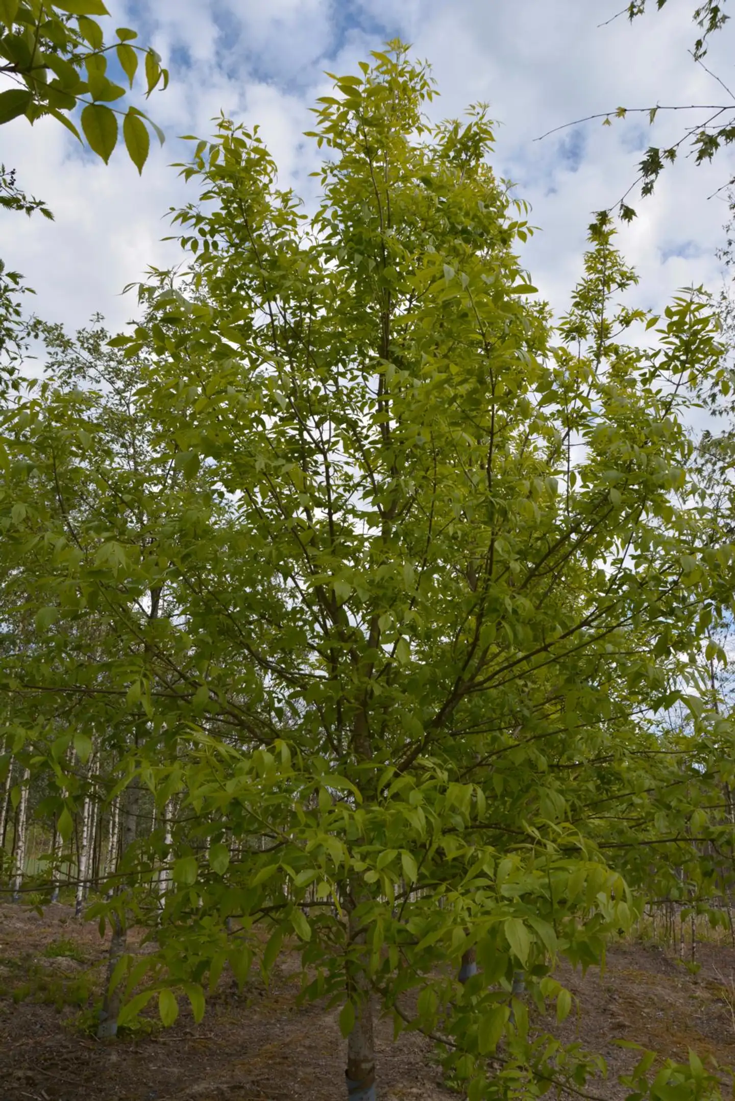 Punasaarni 150-250 astiataimi Fraxinus pennsylvanica