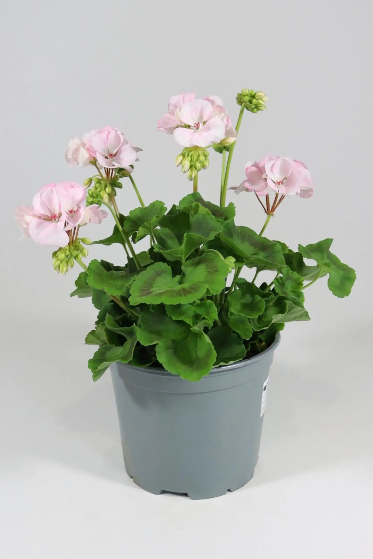 Patio Pelargoni Mix 19 cm - 1