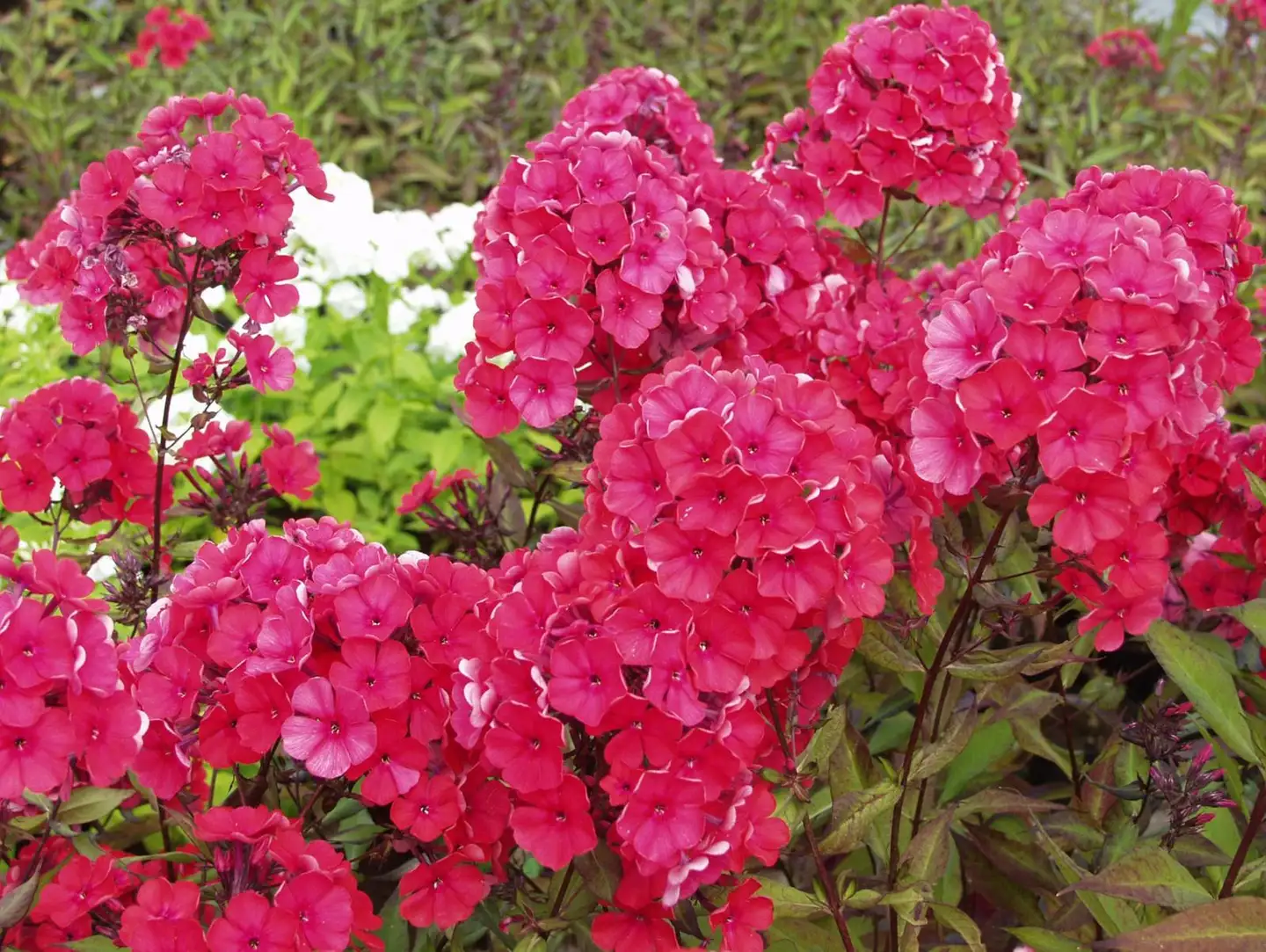 Syysleimu 'Starfire' Phlox paniculata