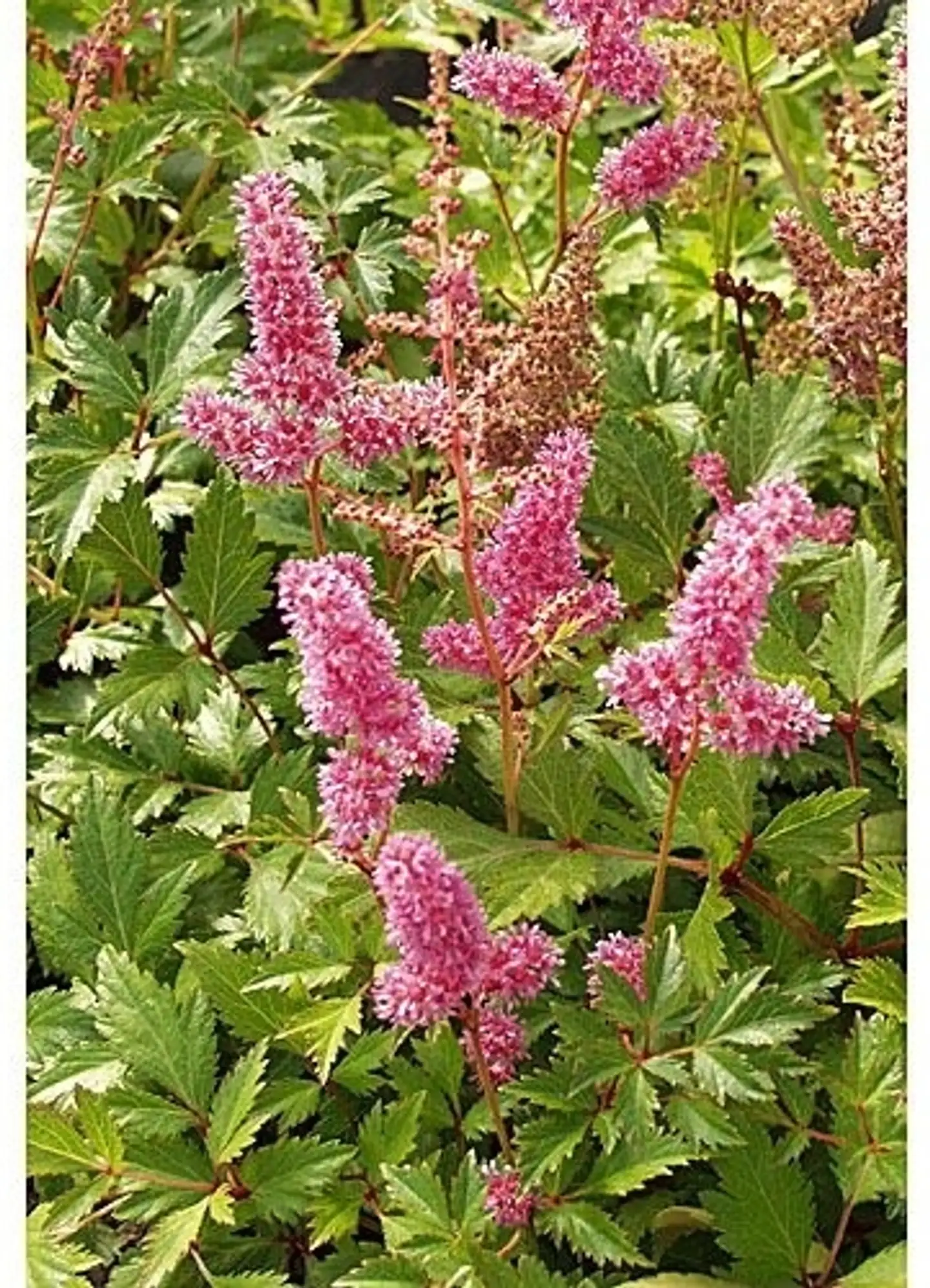 Japaninjaloangervo 'Bremen' Astilbe japonica-ryhmä