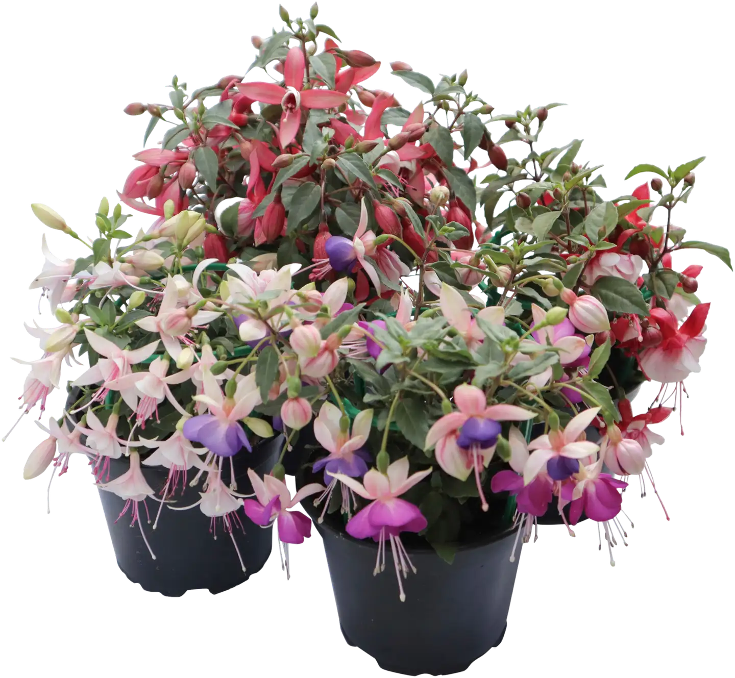 Verenpisara ruukku 12 cm
