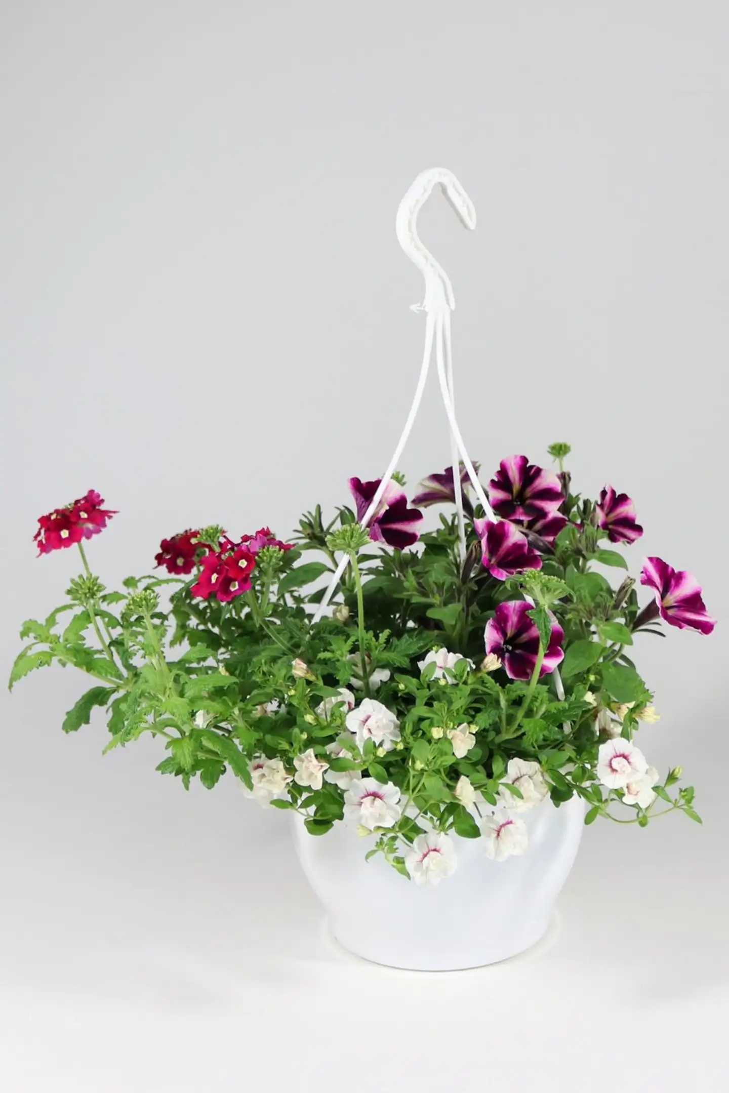 Huiskula petunia-amppeli 23 cm - 3