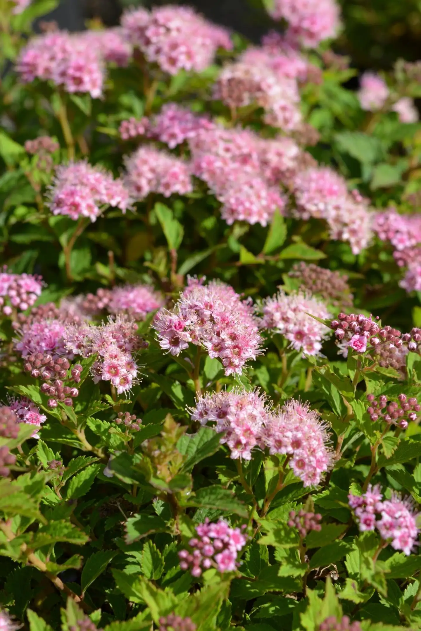 Pikkukeijuangervo 'Nana' 2 l astiataimi Spiraea japonica 'Nana'